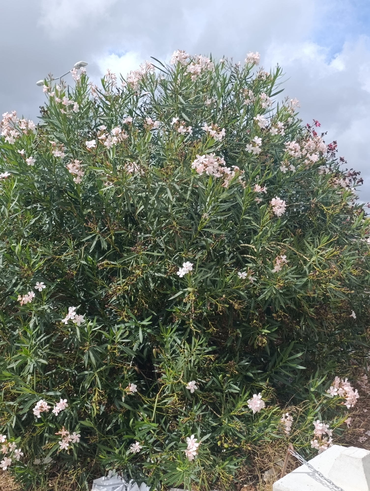 A vertical, medium-shot, eye-level, full-body photograph captures an oleander bush in bloom, positioned in a grassy, dry area with a light grey sky overhead, featuring scattered white clouds. The bush, laden with delicate pale pink flowers and numerous green leaves, dominates the frame, extending from the bottom edge of the image to near the top. A street lamp is partially visible in the upper left quadrant, emerging from behind the foliage. In the lower right corner, a portion of a light grey concrete object, possibly a bollard or planter, is present, with a metal chain resting on its surface. The ground beneath the bush is covered in dry grass and some debris, including a white plastic bag and some small pieces of wood or plant matter. The scene appears to be an outdoor public space, potentially a park or street side.