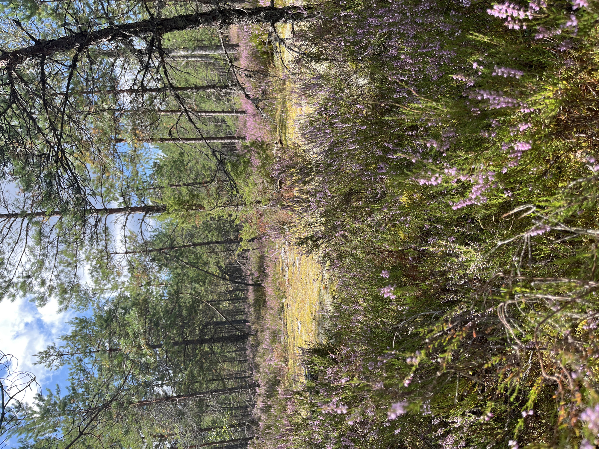 This image depicts a natural landscape scene in Estonia, specifically identified as being in the vicinity of Pillapalu. The foreground is dominated by a dense growth of heather, characterized by its small, delicate purple flowers and green, needle-like foliage. The heather creates a textured carpet that fills the lower portion of the frame. Behind the heather, a patch of yellowish-green vegetation, possibly moss or low-lying plants, is visible. The middle ground transitions into a forest, with numerous tall, slender pine trees. These trees have dark bark and green needles, creating a dense canopy. The background shows more of the pine forest under a bright blue sky with scattered white clouds. The overall scene is a natural, undeveloped area. There are no people or animals visible in the image, and no man-made objects are apparent. The lighting suggests it is daytime, likely a sunny day, with the light casting some shadows and highlighting the vegetation.