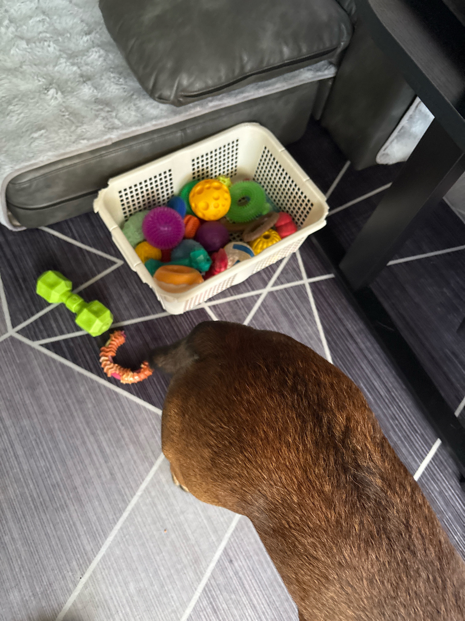 A brown dog's hindquarters and tail are in the foreground of an indoor scene. The dog is facing away from the camera, towards a white plastic basket overflowing with various colorful dog toys, including balls, a dumbbell, and a ring toy. To the left of the basket, a green dumbbell-shaped toy lies on a geometric patterned floor. The background consists of a grey couch and a black table leg. The location is described as "มาบฟักทอง, Thailand," which appears to be a misinterpretation or placeholder and is not verifiable from the visual information in the image.