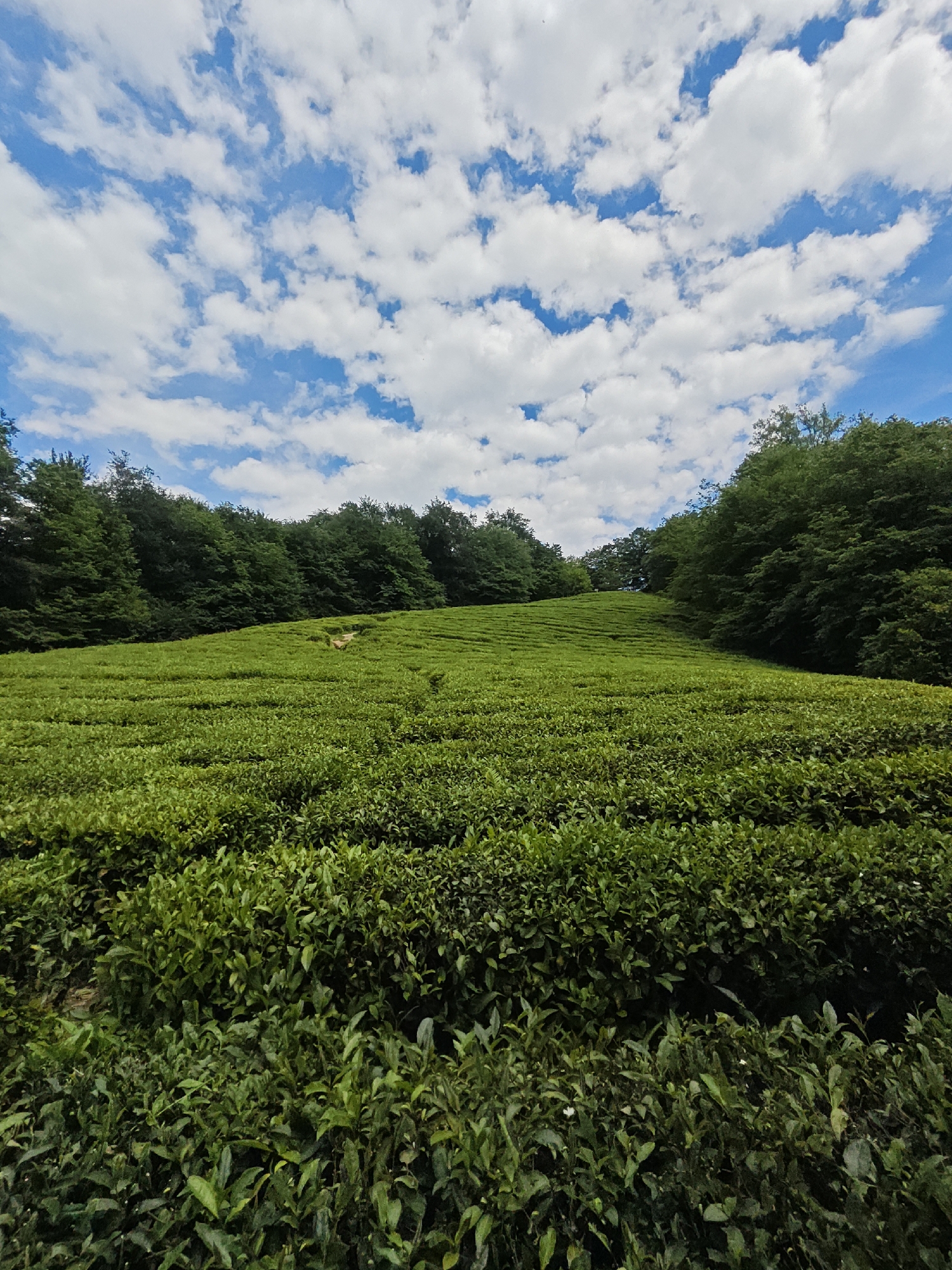 The image shows a tea plantation in Izmaylovka, Russia. The plantation is located on a hillside and is surrounded by trees. The sky is blue with white clouds.