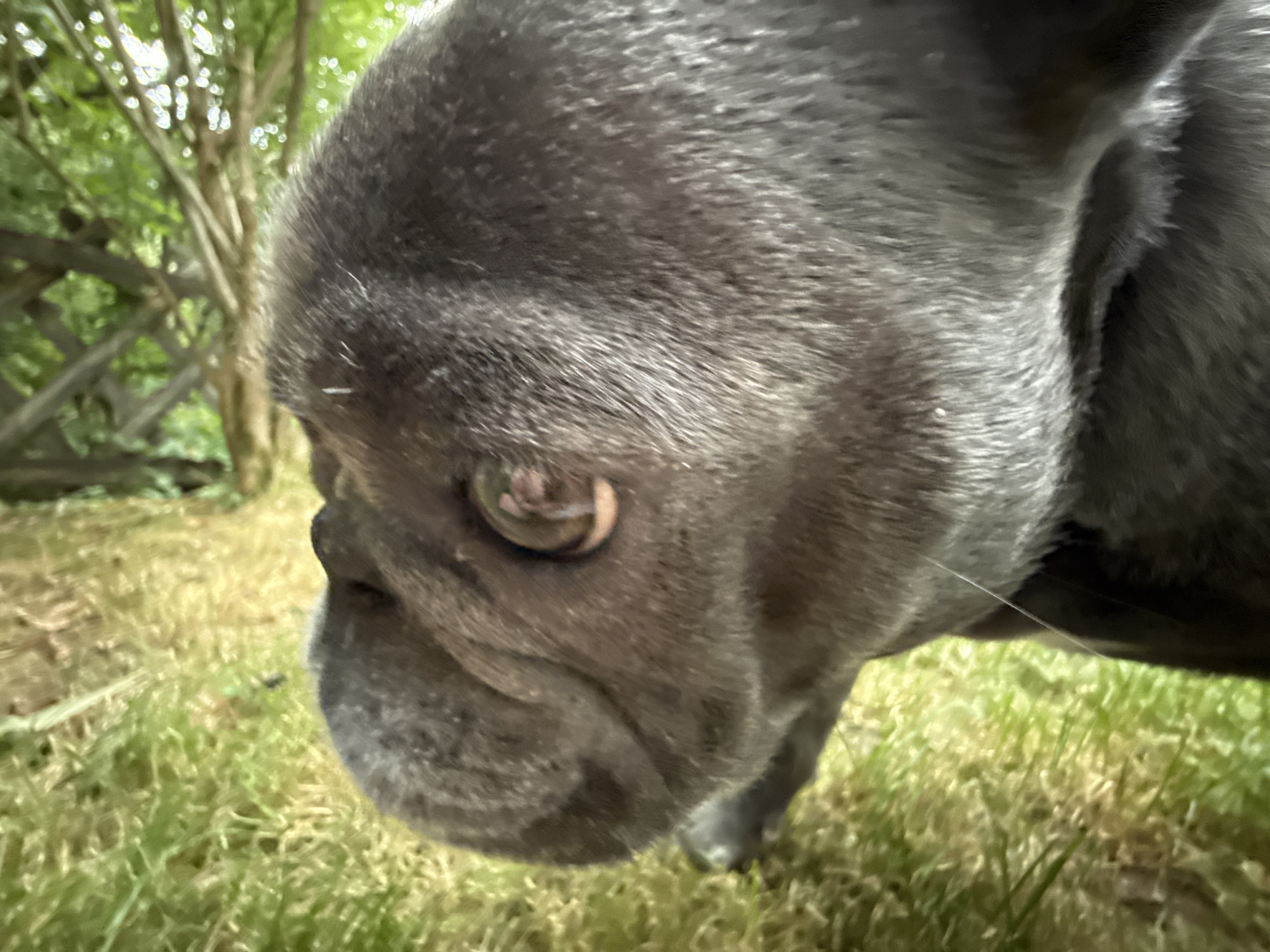 A close-up, low-angle shot shows the head of a grey French bulldog in profile, looking down and to the left. The dog's eye, a prominent feature, is visible and appears to be looking at something on the ground. The dog's snout is wrinkled, and its fur is short and dense. The background is a blur of green foliage and a wooden fence, suggesting an outdoor setting. The ground is covered in grass. Based on visual cues and general knowledge, this scene could be located in a park or backyard in the town of Bad Sachsa, Germany, a location known for its natural beauty and outdoor recreational opportunities.