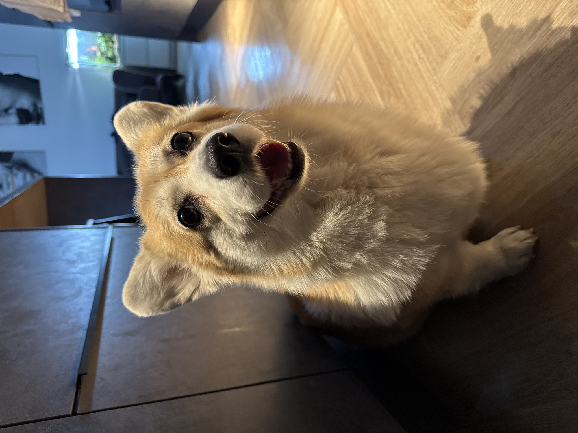 A close-up shot of a corgi dog indoors. The dog has light brown and white fur. It's looking up at the camera with an open mouth, appearing to smile or pant. The background includes light-colored wooden flooring and a dark countertop or cabinet. The lighting is bright, possibly natural sunlight coming through a window. The location is not discernible. The city of Krasnoyarsk, Russia is not discernible from the image.
