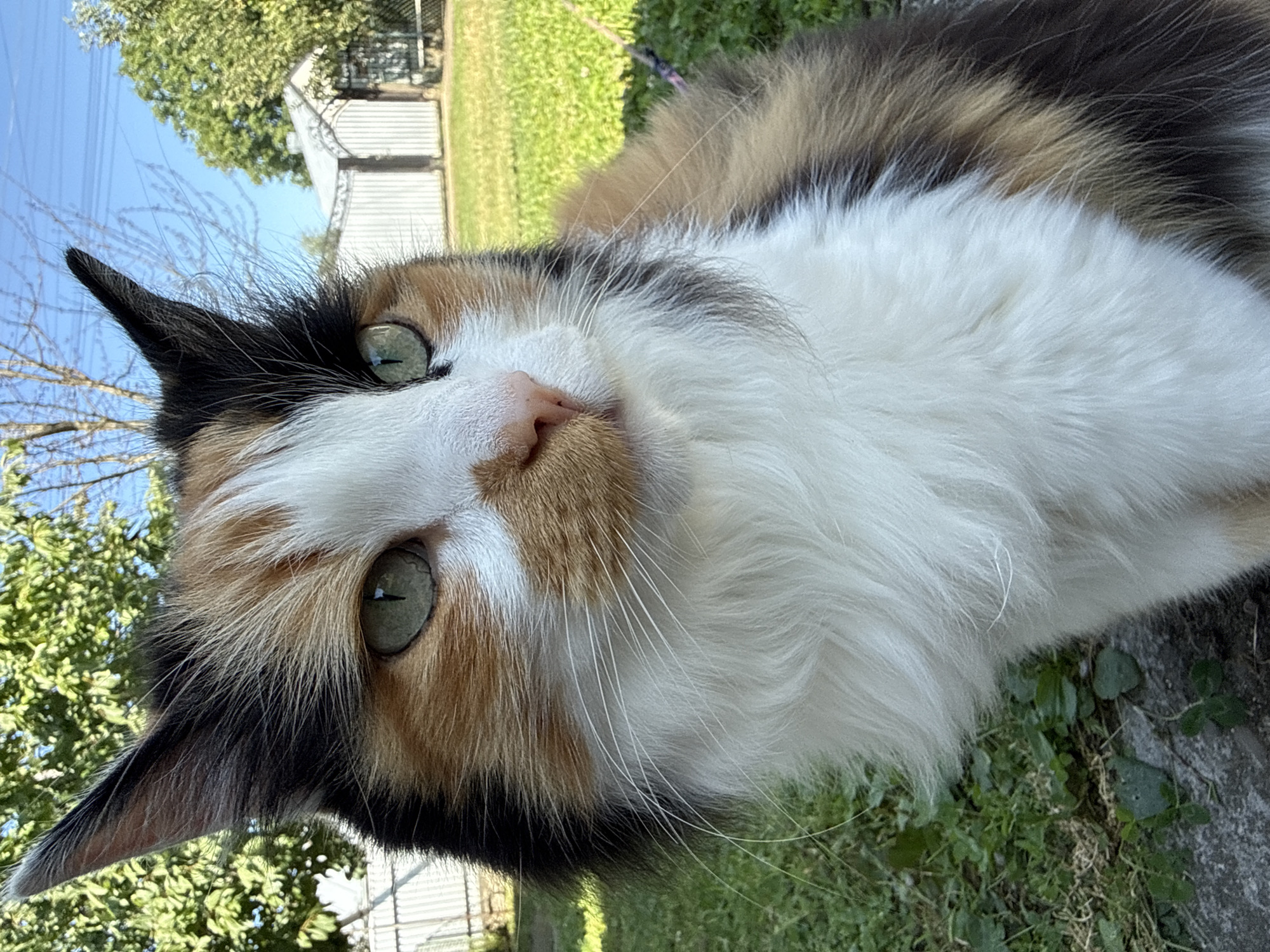 A close-up, medium outdoor shot captures a calico cat with green eyes and white, brown, and black fur. The cat is looking slightly to the right, with its face and chest filling most of the frame. Its long, white whiskers extend from its muzzle. The background consists of green grass, a stone-like surface, a metal fence, trees, and a clear blue sky. The lighting suggests it is daytime. The cat is positioned in the foreground, sitting on the ground. The overall scene is a natural outdoor setting.