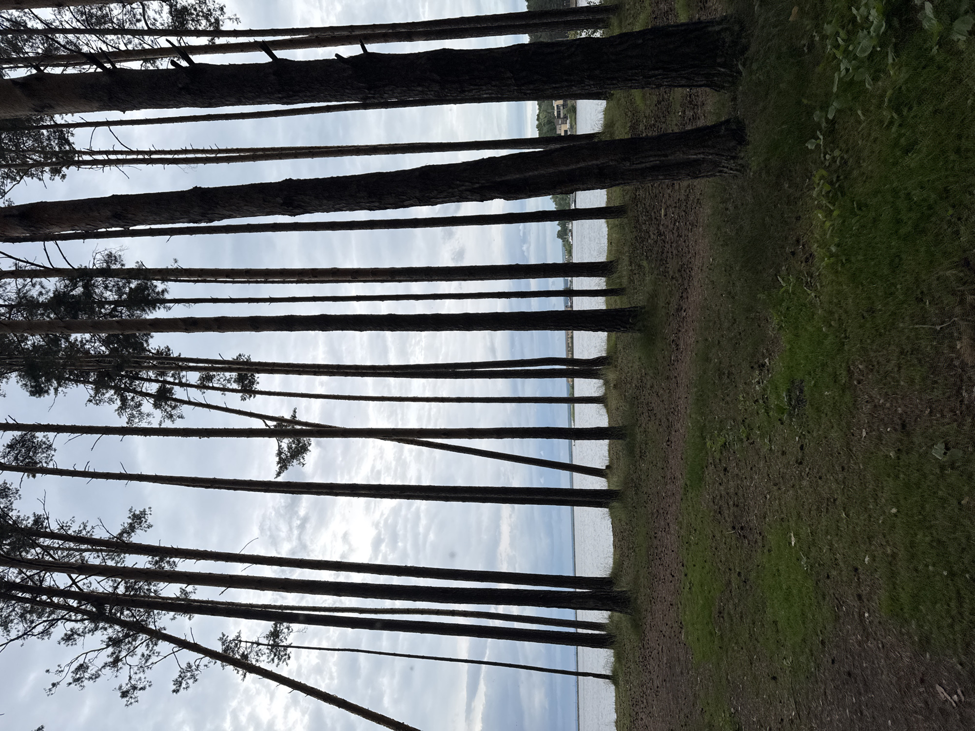 This is a vertical, eye-level shot taken from a forest clearing looking towards a body of water. The foreground is covered in pine needles and some sparse grass, with several tall, dark pine trees dominating the frame. The trees are positioned close together and are silhouetted against a cloudy sky. The middle ground features a calm body of water, likely a river or reservoir, with a distant tree line visible on the opposite bank. A few buildings can be seen nestled within the trees on the far shore. The sky is overcast with white and gray clouds. The scene appears to be a natural landscape, possibly part of a park or recreational area within the city of Chaikovsky, Russia. There are no people or animals visible in the image.