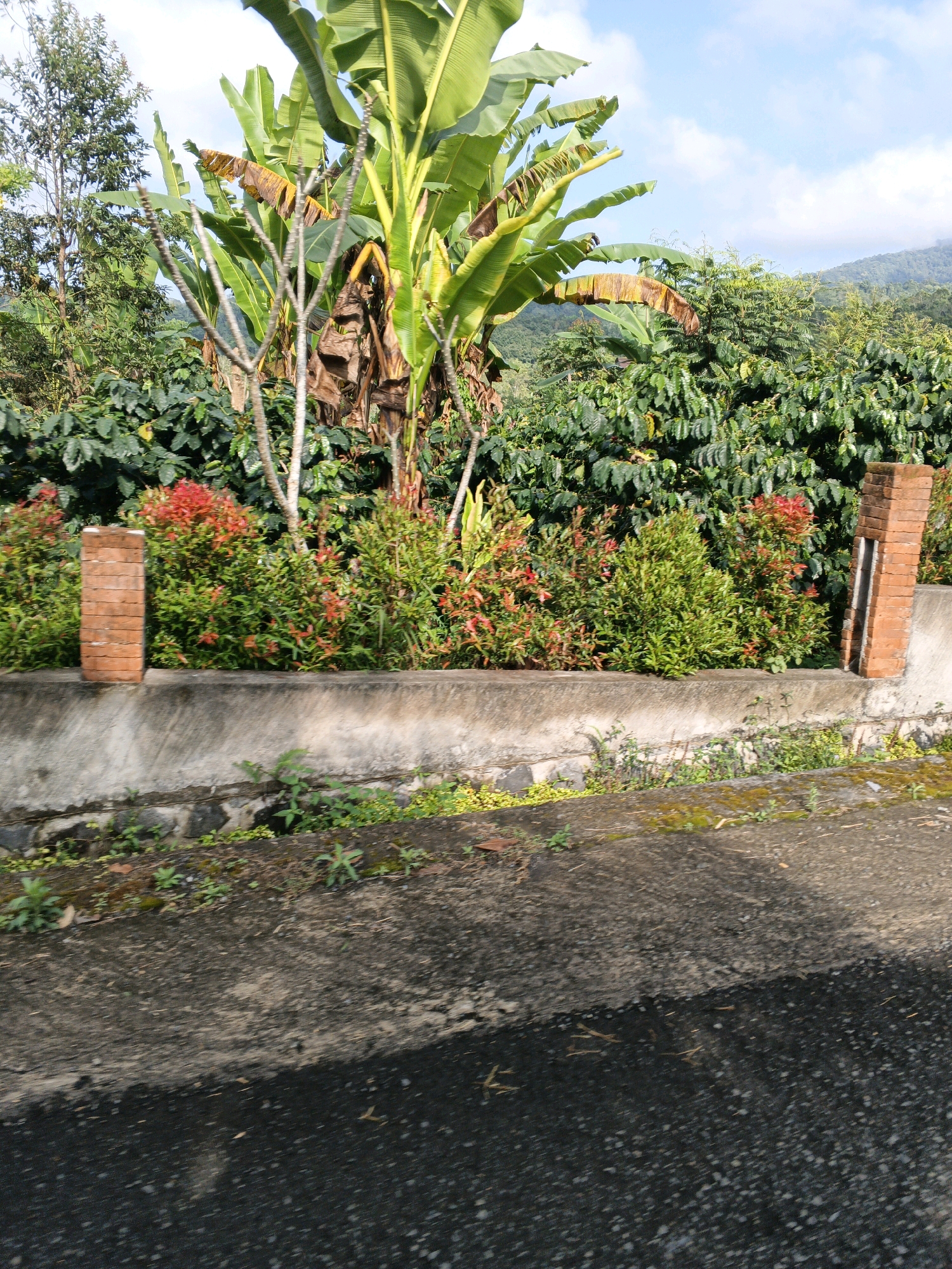In the city of Penebel, Indonesia, a paved road leads into a lush, verdant landscape. The road is rough and worn, with patches of moss and dirt clinging to its surface. To the left of the road, a low concrete wall separates it from a garden. This wall is topped with a row of red flowers, their petals a vibrant contrast to the surrounding greenery. Behind the flowers, a dense canopy of coffee plants stretches across the background, their dark green leaves a testament to the fertile soil. Towering over the coffee plants are banana trees, their large, broad leaves reaching towards the sky. The scene is bathed in the warm light of the sun, casting long shadows across the road and highlighting the rich textures of the plants. In the distance, the rolling hills of Penebel are visible, their slopes covered in a blanket of green.