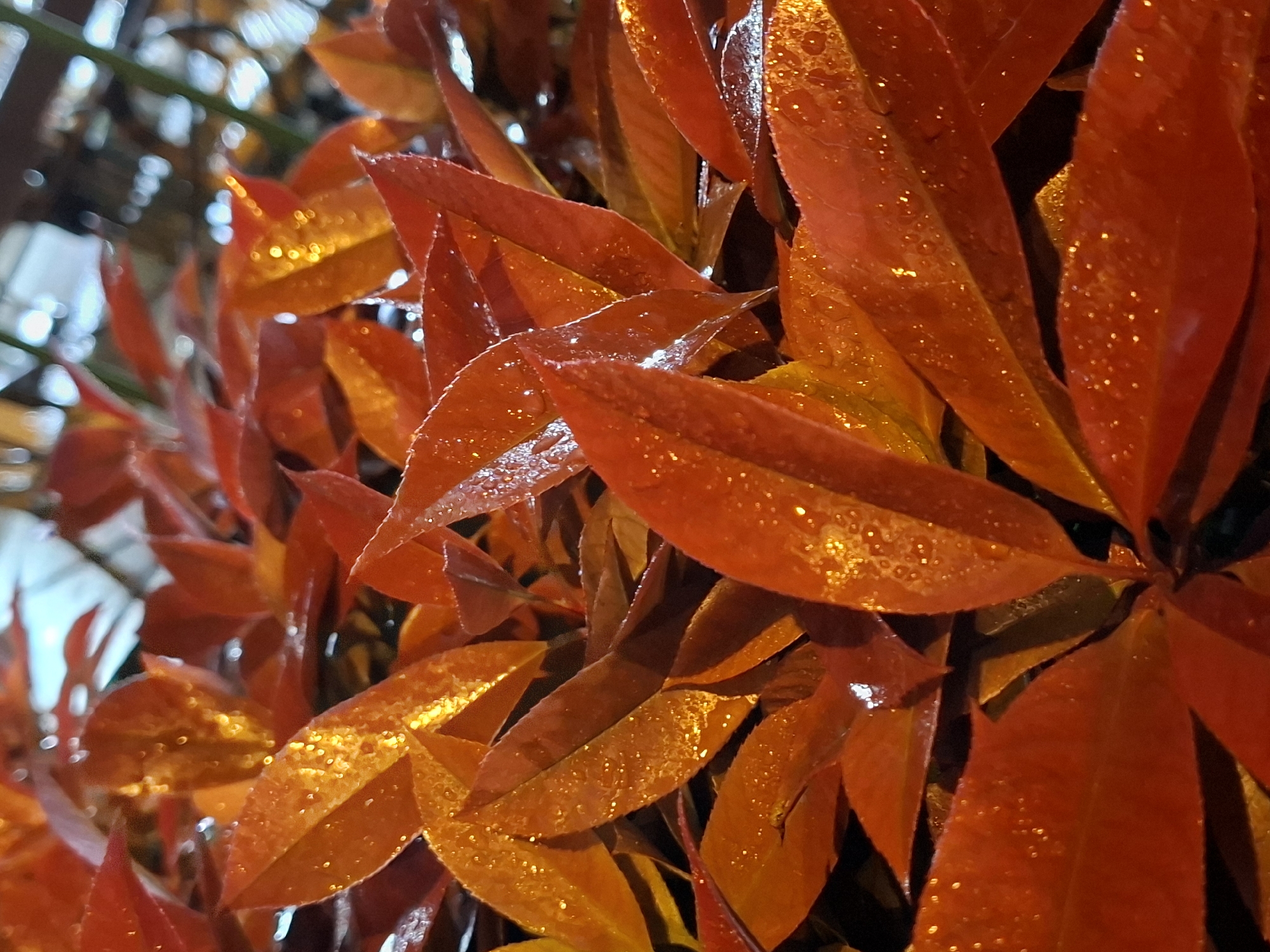 The image shows a close-up view of red and orange leaves, likely from a Photinia shrub, with water droplets on their surface. The leaves are arranged densely, with varying shades of red and orange. The background is blurred, showing hints of foliage and what appears to be street lights. While not definitive, the presence of Photinia shrubs is consistent with urban landscaping practices and could be found in Novi Sad, Serbia, but the image doesn't provide specific visual cues to confirm this location definitively. No people or actions are visible.
