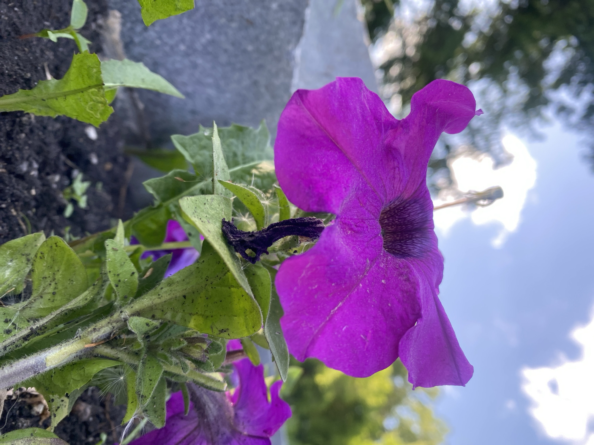 A purple petunia flower is in focus, with green leaves and stems visible in the foreground. The leaves appear to have some small black spots. Behind the flower, the background shows a gray stone structure and glimpses of the sky with clouds and trees. The location is not discernable.