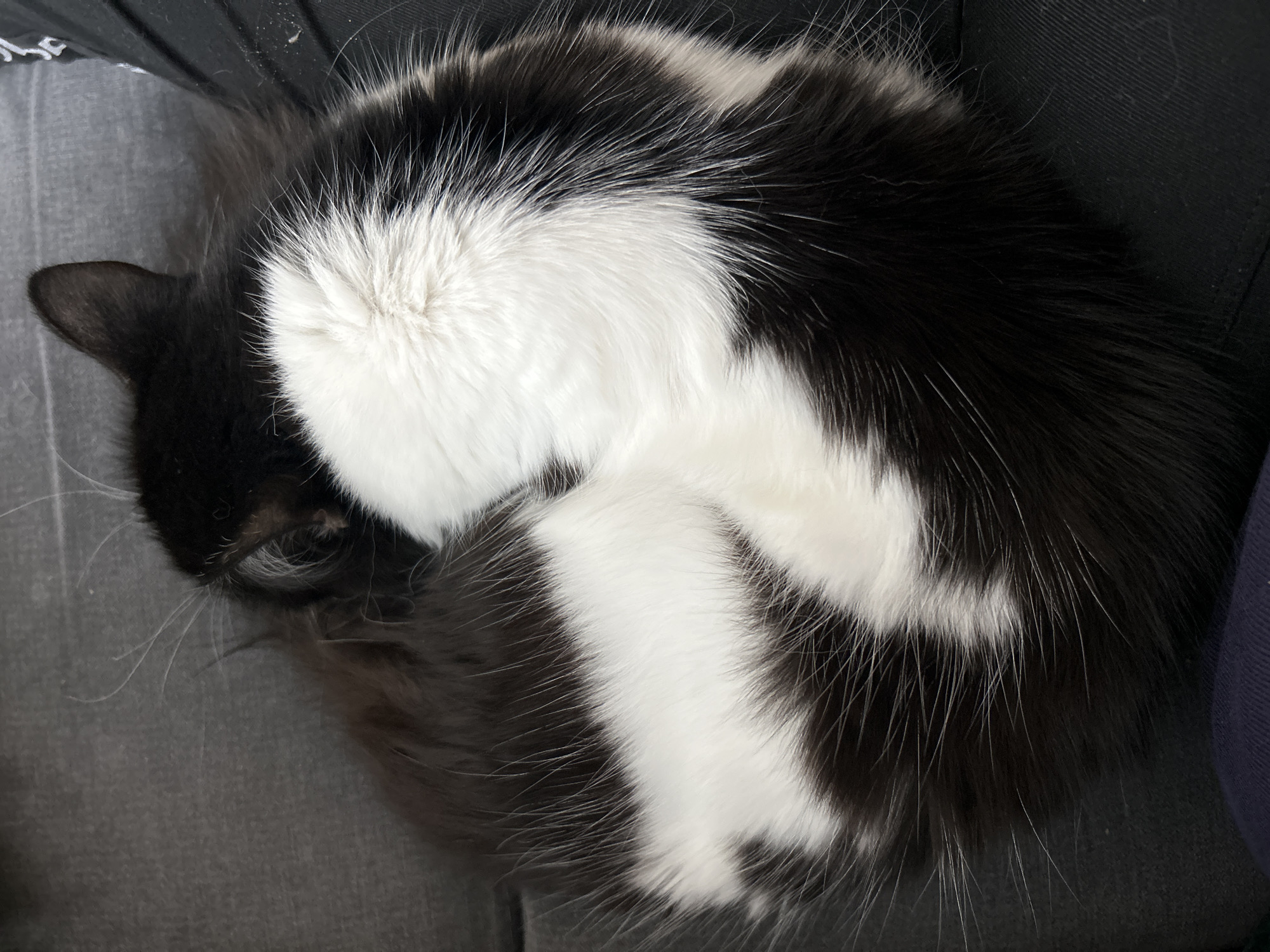 A black and white cat is curled up on a gray surface, possibly a chair or couch. The cat's head is tucked near its tail. The location is unknown and cannot be determined from the image.