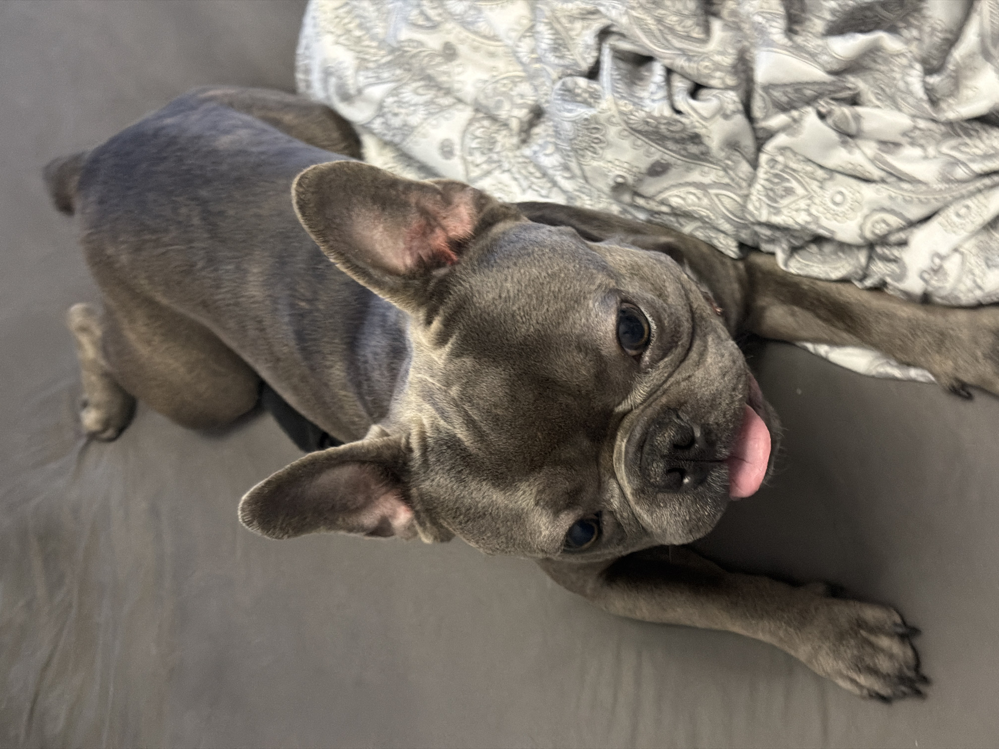 A blue French bulldog is lying on a grey surface with a patterned fabric to its right. The dog's tongue is hanging out, and its ears are erect. The background is a smooth, textured grey surface, likely a sofa or bed. The fabric is white with a grey paisley pattern. The dog's fur is a mottled blue-grey color. The lighting appears to be artificial, casting soft shadows. There are no discernible landmarks or architectural features to indicate a specific location within Ruse, Bulgaria. The scene depicts a domestic setting.