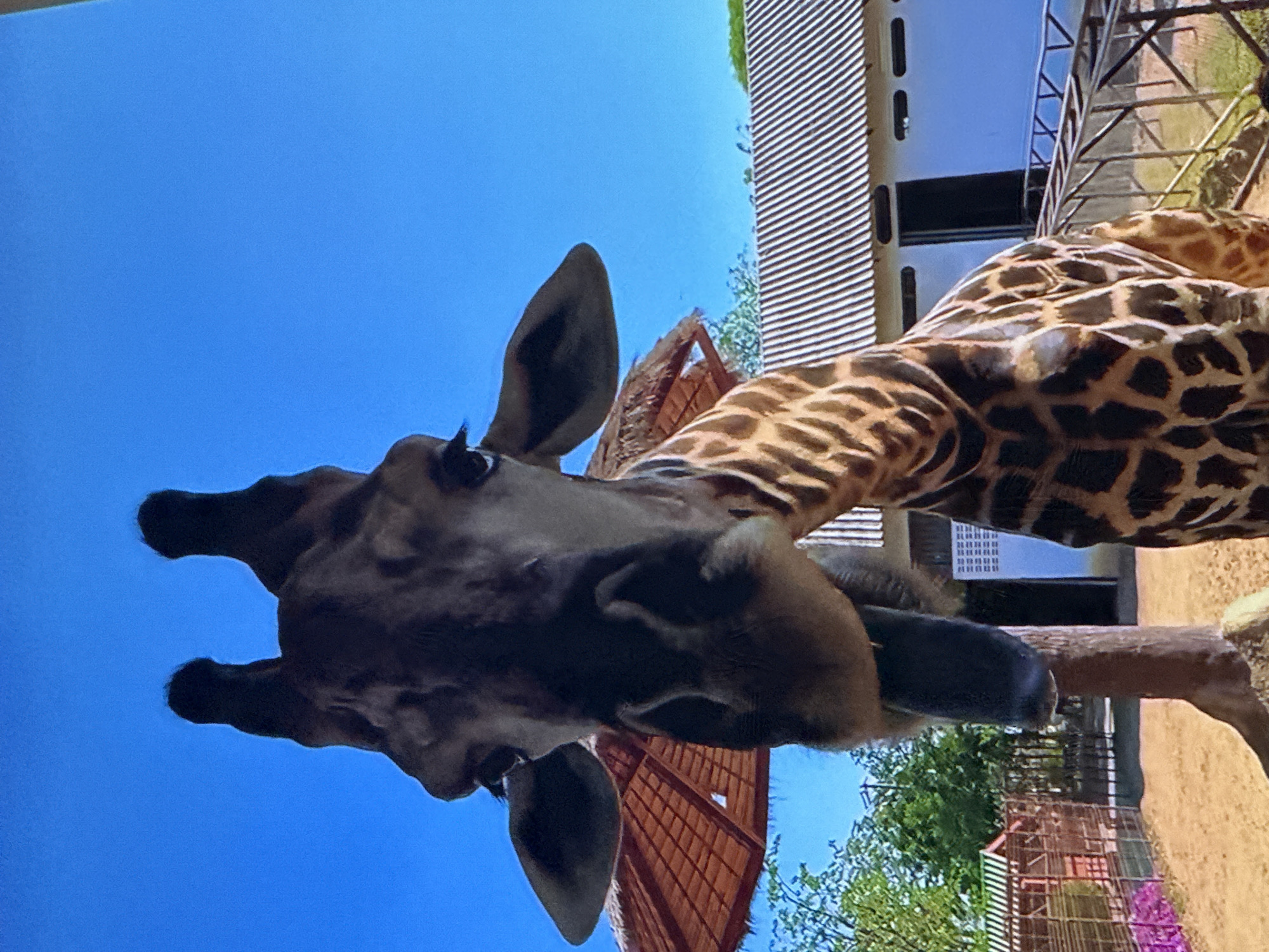 A low-angle, full shot captures a giraffe's head and neck against a clear blue sky. The giraffe's face is centered and close to the camera, with its mouth open and tongue extended. Its ears are prominent, and its dark eyes are visible. Behind the giraffe's head, a thatched umbrella-like structure is partially visible. The giraffe's patterned neck and upper body extend into the lower right of the frame. In the background, there is a building with a white, ribbed roof and dark openings, as well as some fencing and trees. The ground appears to be sand or dirt, with some foliage visible on the left side. There are no people or any indication of the city of Tallinn, Estonia, within the image.