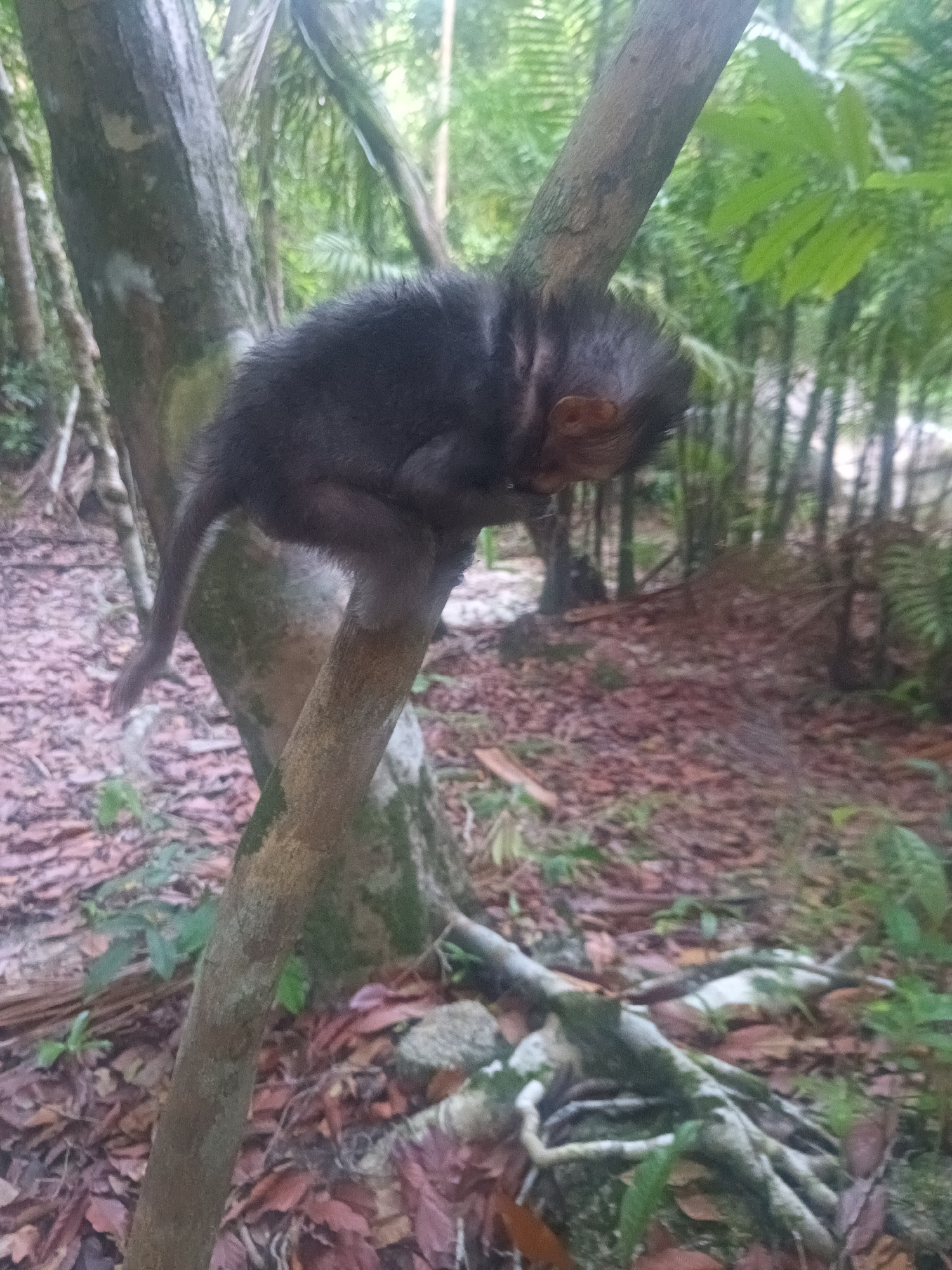 A small, dark-furred monkey is depicted clinging to a tree branch in a dense forest or jungle environment. The monkey's body is curled, and its head is tucked down towards its chest, obscuring most of its face, though a reddish-brown ear and a hint of its snout are visible. Its dark fur appears thick, and a long tail extends downwards. The monkey seems to be resting or sleeping in a huddled position.
The setting is characterized by numerous tree trunks and branches, with lush green foliage visible in the blurred background, including what appear to be palm-like leaves. The forest floor is covered with a thick layer of reddish-brown fallen leaves and decaying organic matter. Large, gnarled tree roots are visible snaking across the ground. The lighting is diffused and soft, suggesting either a heavily canopied area or an overcast day. No distinct shadows indicate a specific time of day, but it appears to be daylight. The overall scene conveys a wild, natural habitat. There is no visible text in the image.