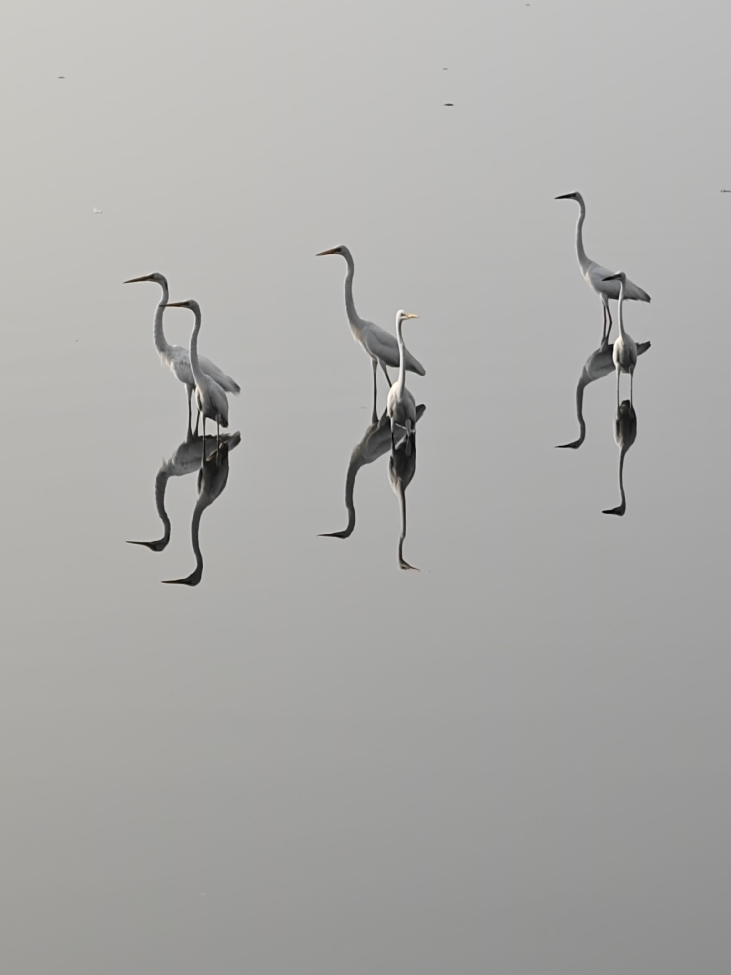 The image shows three groups of white birds standing in water, their reflections visible below them. The first group on the left consists of two birds, the middle group has two birds as well, and the group on the right also has two birds. The background is a uniform grey, likely the sky or horizon reflected in the water. There are some small dark spots scattered across the surface, possibly debris or disturbances on the water's surface. The photograph appears to be taken at a considerable distance, with the focus primarily on the birds and their reflections. The location is specified as Lhokseumawe, Indonesia.
