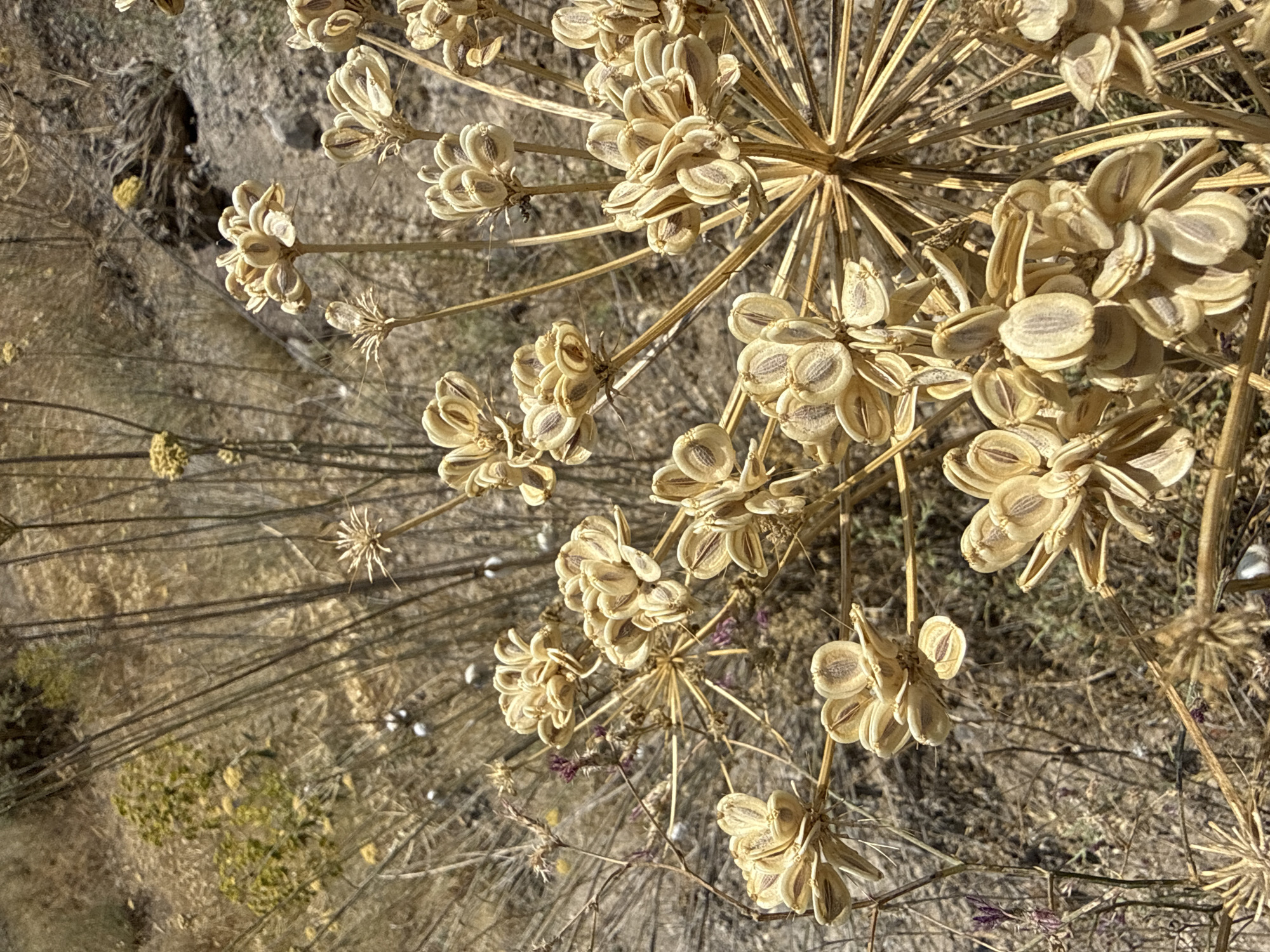 A close-up, high-angle shot captures the dried seed pods of a plant, likely in the Apiaceae family, in Voghjaberd, Armenia. The seed pods are clustered and exhibit a light brown, desiccated appearance. They are arranged in radiating umbels, typical of this plant family. The background consists of dry, sparse vegetation and rocky terrain, indicative of an arid or semi-arid environment. Sunlight highlights the textured surfaces of the seed pods. No people or animals are visible in the frame.