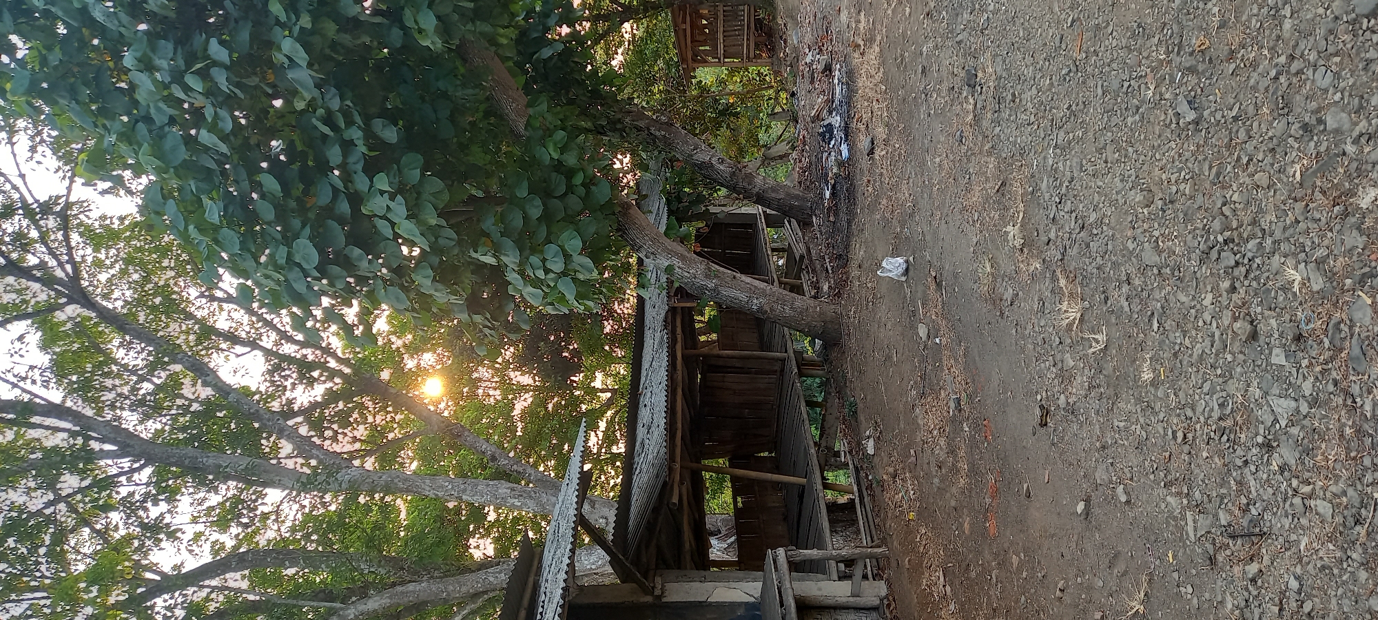 This image depicts an outdoor scene in Adimulya, Indonesia, characterized by a rustic, open-air structure with a corrugated metal roof and bamboo walls. The structure appears to be elevated on wooden stilts, with a wooden floor or platform. Sunlight filters through the dense foliage of large trees, casting dappled light on the scene. In the foreground, the ground is a mixture of dirt and gravel, with scattered dry leaves and debris. A white plastic bag is visible on the ground. To the right of the main structure, remnants of a burnt fire pit are present, with ashes and charred wood. Further in the background, another smaller wooden structure, possibly a shelter or gazebo, is visible. The overall impression is one of a rural, possibly informal, gathering or resting area.