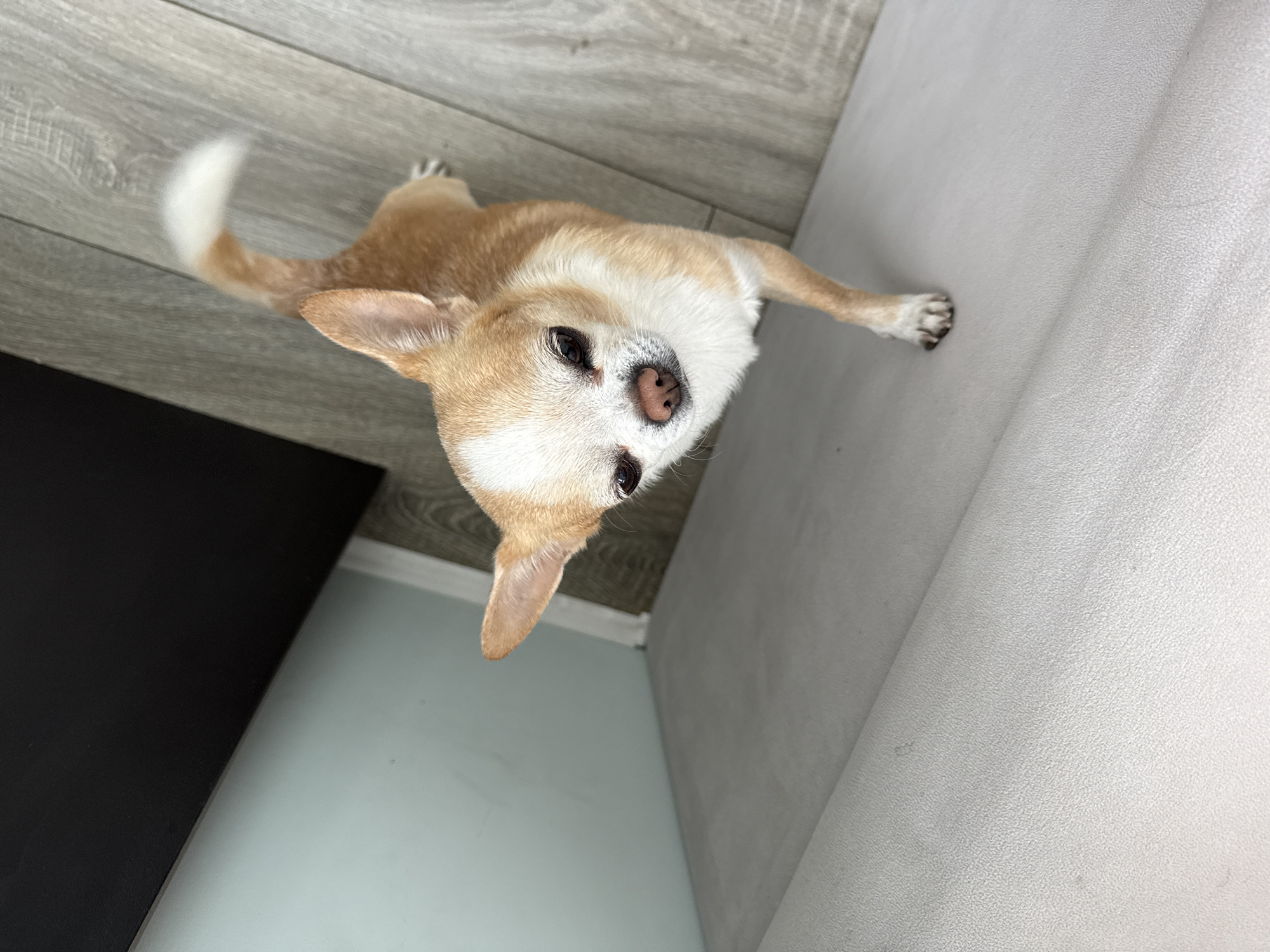 A tan and white chihuahua stands on a light grey wood-look floor, near a light grey upholstered item and a dark grey cabinet or table. The dog is looking up at the camera. The location is unknown.