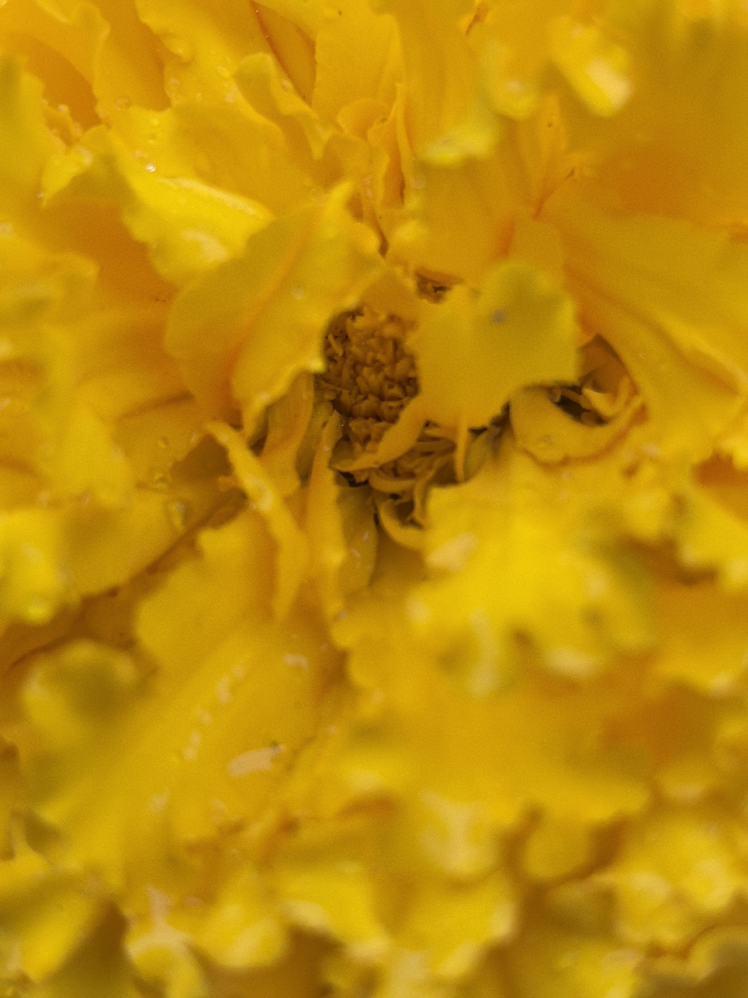 This is a close-up, macro photograph of the center of a yellow flower, likely a marigold. The image is dominated by vibrant yellow petals that are densely packed and layered, creating a textured and somewhat ruffled appearance. Water droplets are visible on some of the petals, suggesting recent rain or dew. The central part of the flower features a more concentrated area of stamens and pistils, appearing as a darker, fuzzy mass with hints of brown and orange. The lighting is bright and diffused, highlighting the rich yellow tones of the flower and the delicate textures of its parts. There is no visible text in the image. The setting is a natural outdoor environment, as indicated by the presence of water on the flower. The time of day and specific location are not discernible from the image. The overall mood conveyed is one of natural beauty and detail, with the macro perspective emphasizing the intricate structure of the flower.
