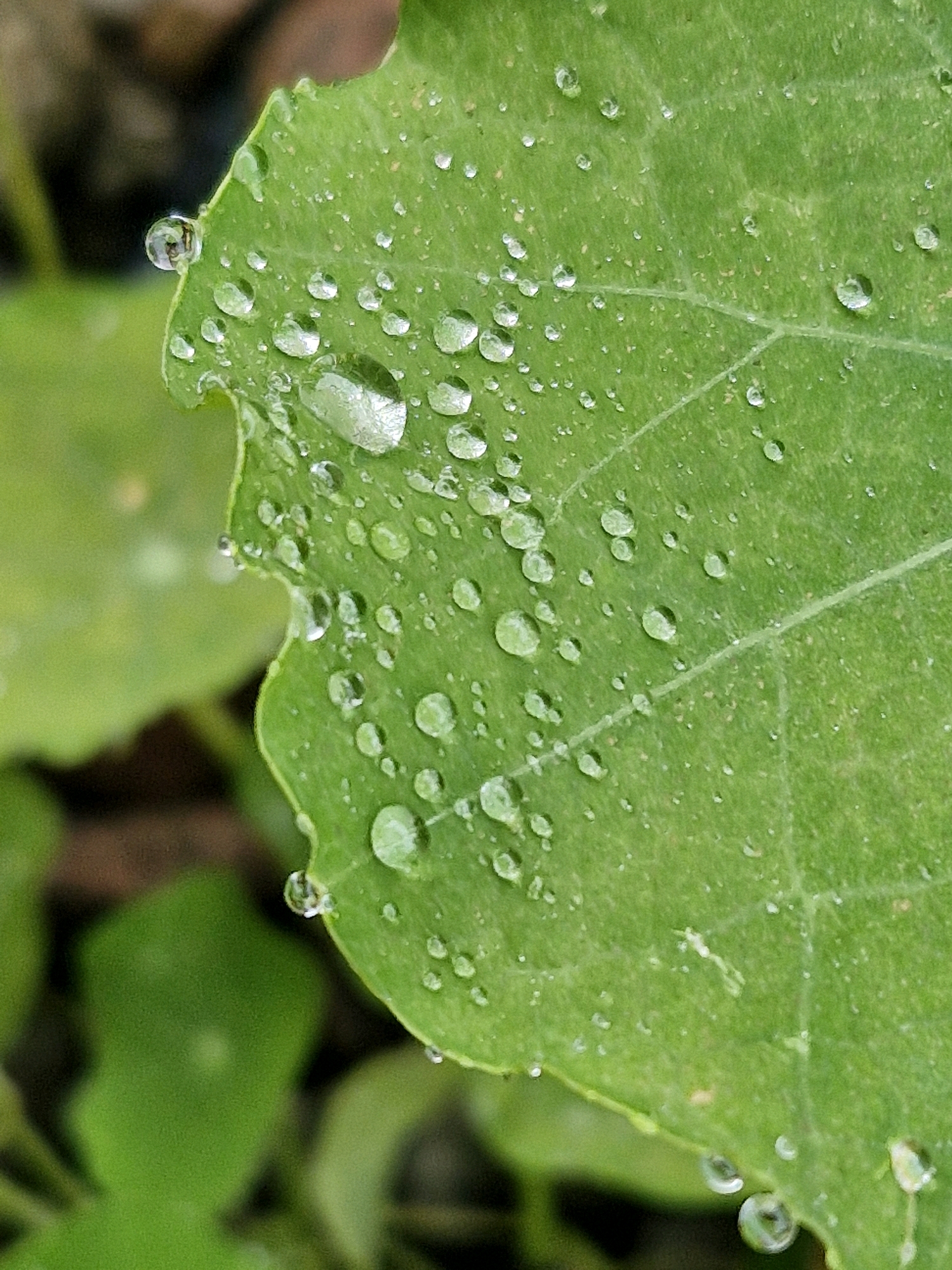 This is an extreme close-up macro photograph of a green leaf covered in numerous water droplets. The leaf has a serrated edge, and some of the droplets are large and spherical, reflecting the surroundings. The texture of the leaf is visible, with fine hairs and veins. The background is blurred, showing more green foliage and hints of brown earth. There are no people or animals present in the image. The image quality is high, with excellent detail and clarity. There is no information provided to place this image in Klaipėda, Lithuania.