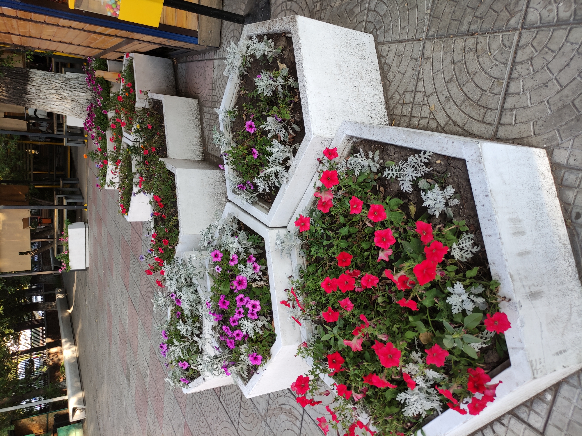 The image shows a row of hexagonal concrete planters filled with flowers and greenery, located on a tiled pedestrian walkway. The planters are of varying sizes and are arranged in a staggered pattern. The flowers are predominantly pink and red, with some silvery-green foliage. In the background, there are trees, a building with wooden siding, and some outdoor seating areas. A yellow gumball machine is visible on the right side of the image. The scene appears to be an outdoor public space in a city. Based on the available information, this scene is consistent with the appearance of flower beds and outdoor spaces in Semey, Kazakhstan, as a typical urban beautification feature.