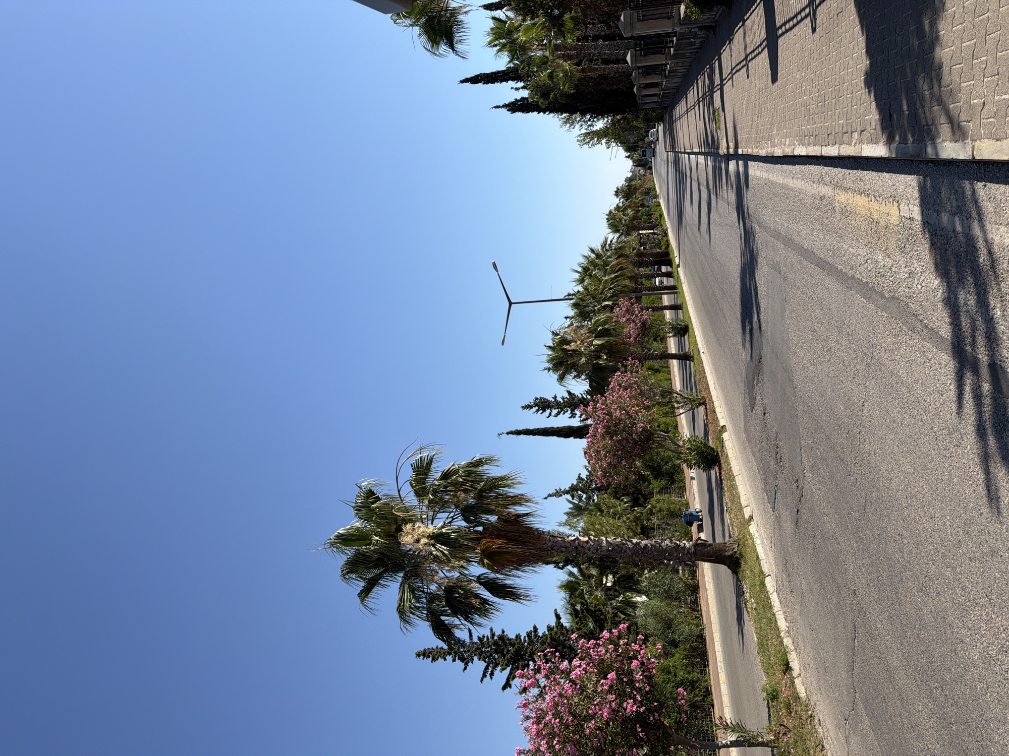 The image depicts a street scene in Kemer, Turkey. A paved road stretches into the distance, lined with palm trees and lush green vegetation. On the left side of the road, pink flowering bushes and several palm trees are visible, with a single, prominent palm tree in the foreground. To the right, a cobblestone sidewalk runs alongside the road, bordered by a black metal fence. The sky is clear and blue. A few cars are sparsely visible on the road in the background, and shadows from the trees are cast across the pavement. The environment suggests a warm, sunny day in a well-maintained urban area.