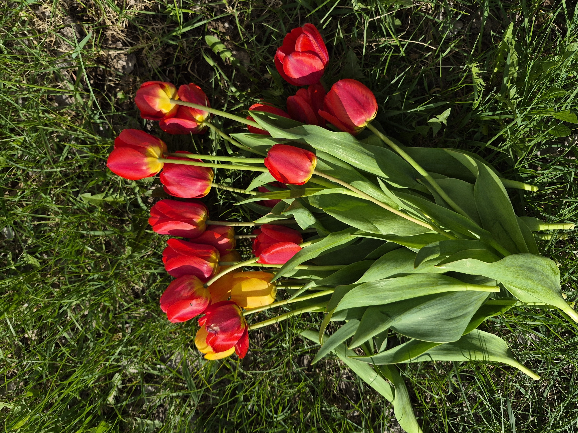 A cluster of approximately 15 red and yellow tulips with green stems and leaves are lying on green grass. The location is not identifiable from the image. No people are visible.