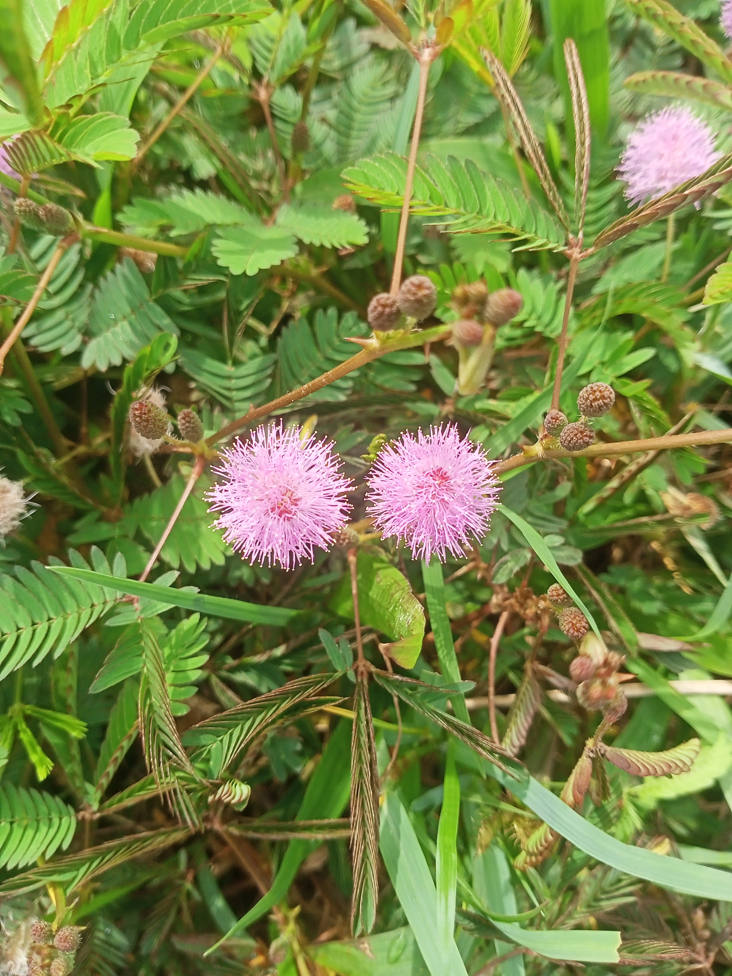 The image depicts a close-up view of a patch of Mimosa pudica, also known as sensitive plant, growing in Dayahlhoksukon Barat, Indonesia. Two spherical, pink flower heads are prominently displayed in the center of the image. The surrounding vegetation consists of fern-like green leaves, seed pods, and blades of grass. The scene is brightly lit, suggesting daytime conditions. The overall environment appears to be a natural, overgrown area.