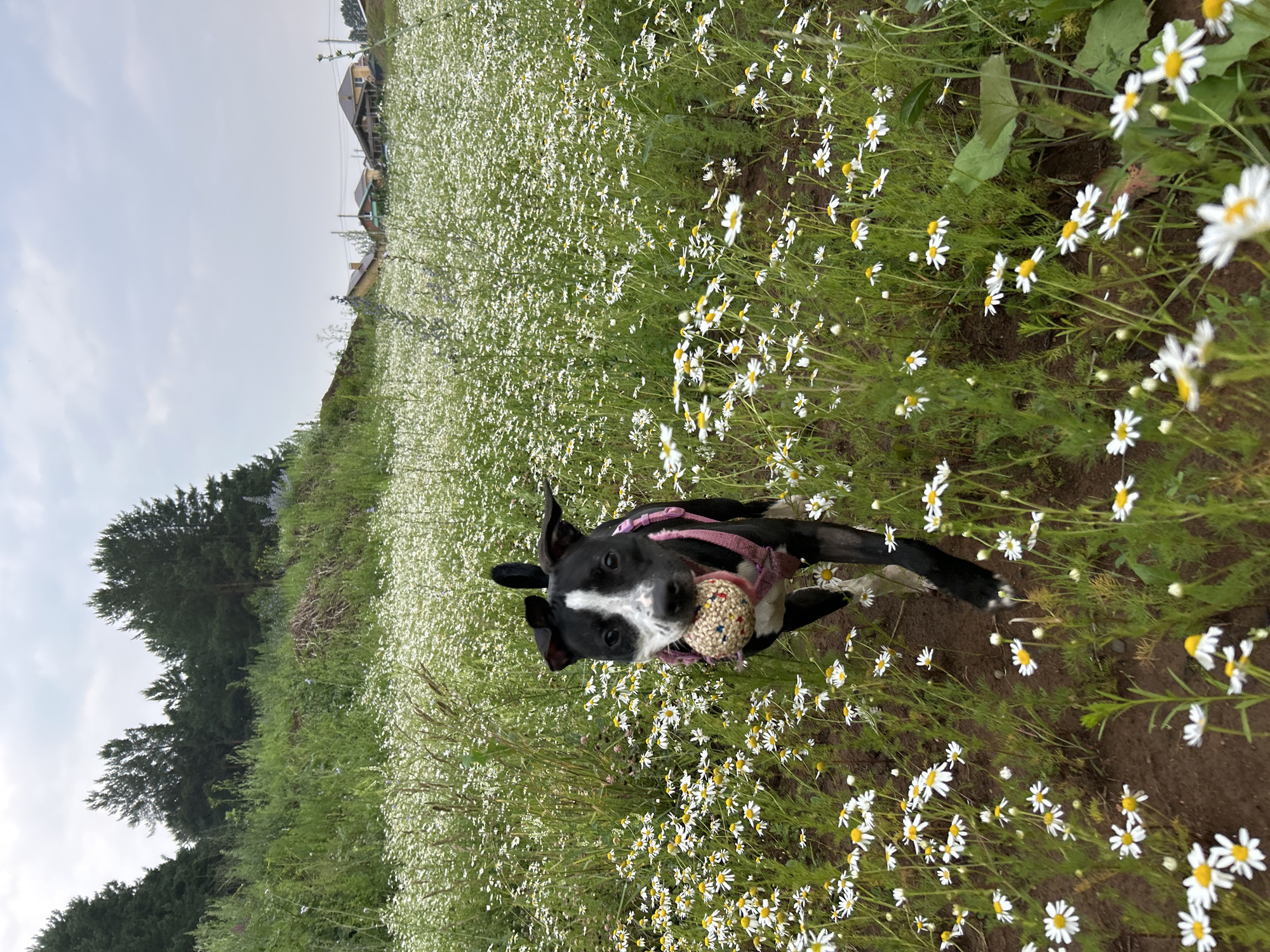 A black and white dog runs through a field of daisies, holding a ball in its mouth. The dog is wearing a pink harness. The field is lush and green with many white and yellow flowers. In the background, there are trees and houses, suggesting a suburban or rural setting. The sky is overcast and hazy. The location is the city of Chaikovsky, Russia.