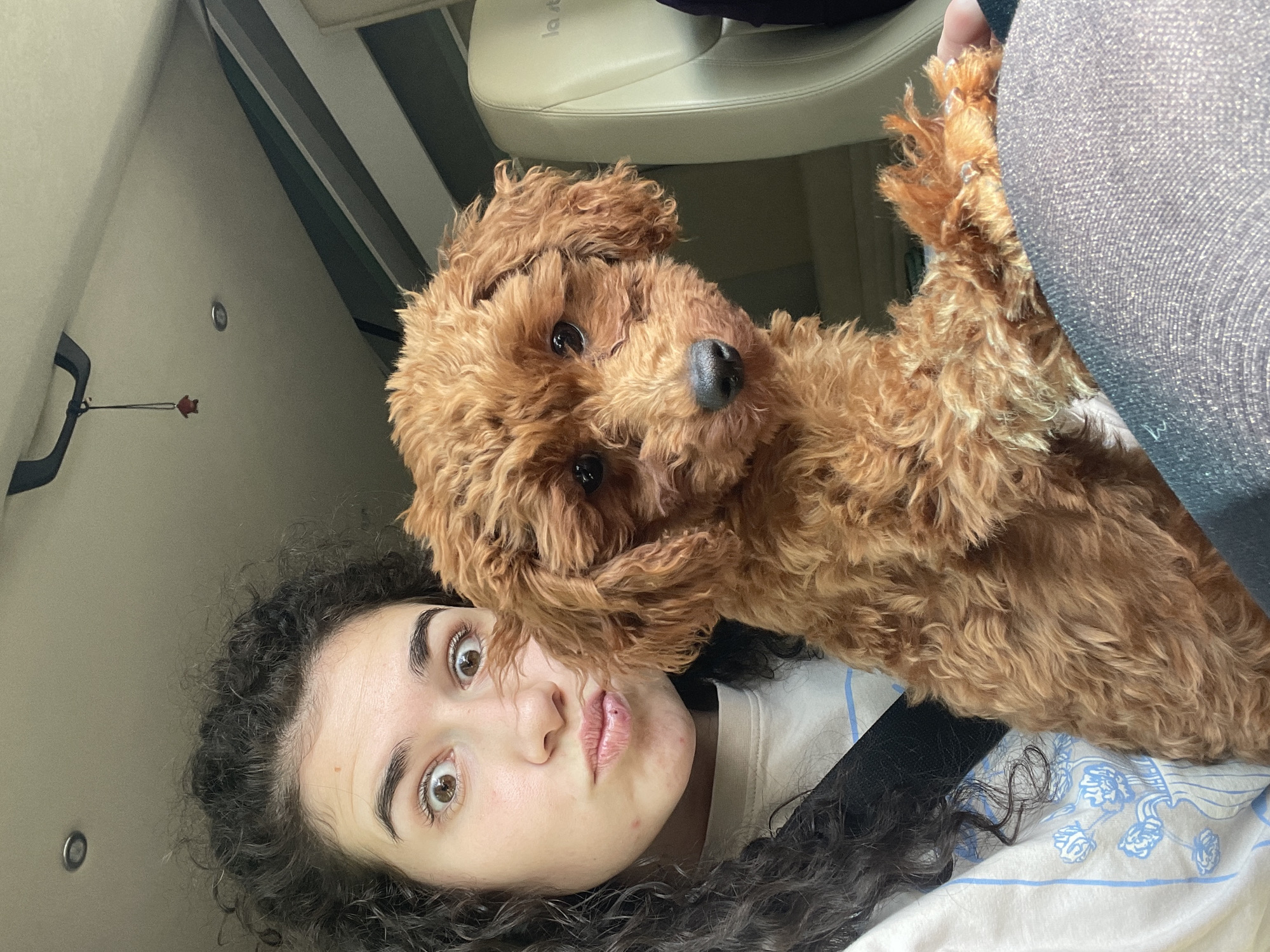A young female, with dark, curly hair, light skin, and brown eyes, is depicted in a close-up, chest-up shot within the interior of a vehicle in Chelopech, Bulgaria. Her eyes are wide open, and her lips are pursed into a puckered expression. She wears a light-colored crew-neck shirt with a light blue floral pattern on the left side, and a black seatbelt strap crosses her left shoulder. She is holding a small, reddish-brown, curly-haired dog, likely a Poodle or Poodle mix, on her lap. The dog has a black nose and dark eyes and is looking directly forward, resting its front paws on the woman's dark-colored, textured pants/leggings. The vehicle's interior features a light-colored ceiling with a recessed circular light fixture. A small, red, star-shaped charm hangs from a dark string attached to a ceiling hook in the upper left background. To the right of the dog, a light-colored car seat with partially visible text is present.