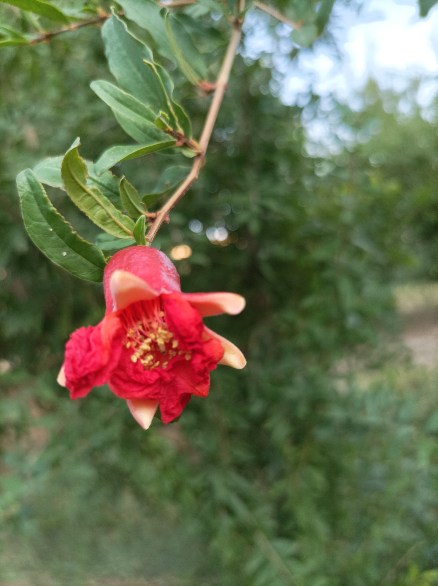 A red pomegranate flower hangs from a branch, its petals unfurling to reveal bright yellow stamen. The flower is in focus, with a shallow depth of field blurring the background of green foliage and a hint of a light sky. The image is an outdoor shot, likely in a garden or natural setting.