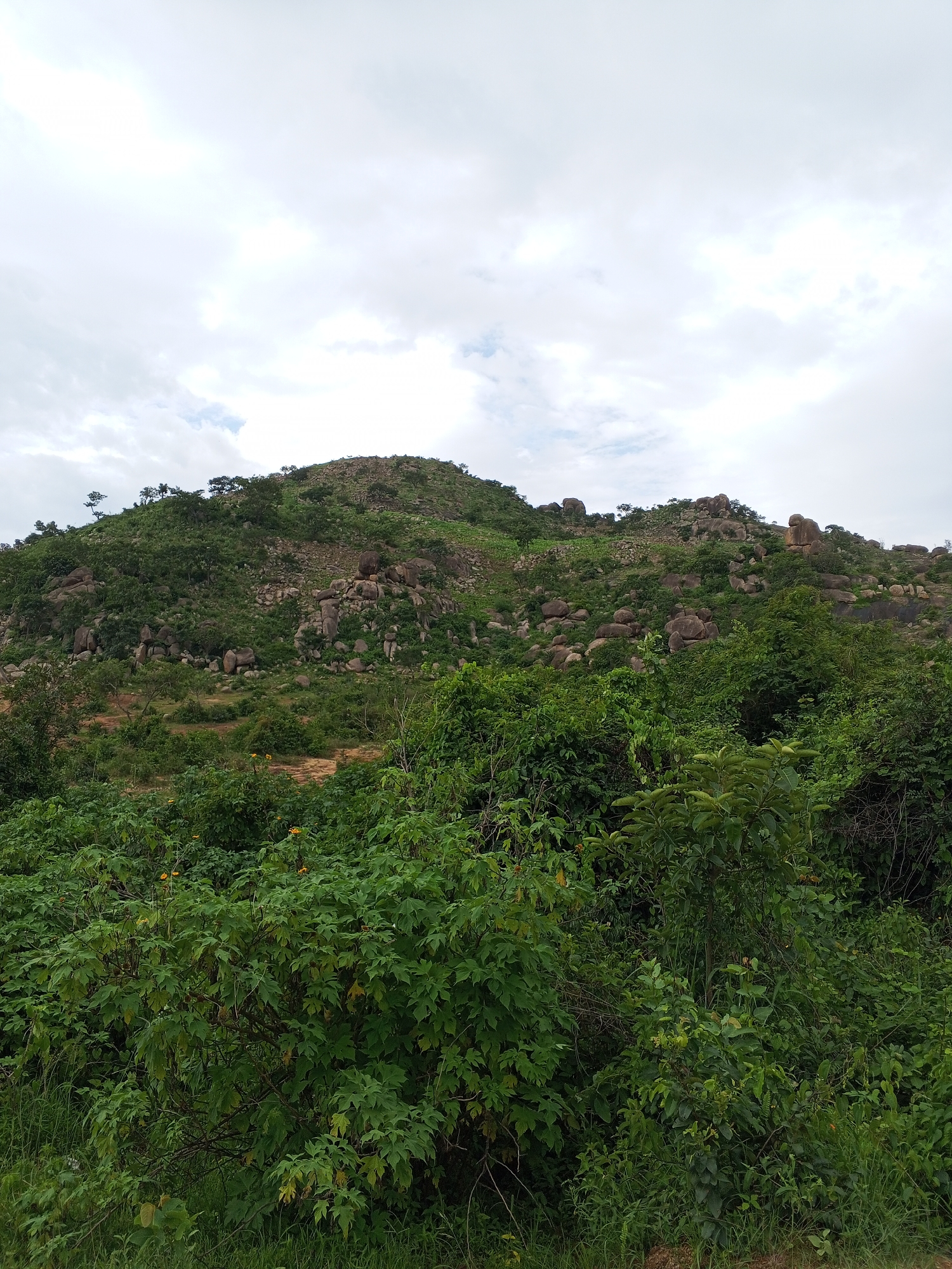 The image depicts a lush, green hillside in Gwong, Nigeria, under a cloudy sky. The foreground is dominated by dense foliage, with a variety of leafy plants and grasses. As the eye moves upwards, the terrain becomes rocky and uneven, with numerous large boulders scattered across the slope. Sparse trees and shrubs grow among the rocks, clinging to the incline. The top of the hill is crowned with more rocks and vegetation, forming a rugged peak. The overall impression is of a natural, untamed landscape. There are no people or animals visible in the image, and no man-made structures are apparent.