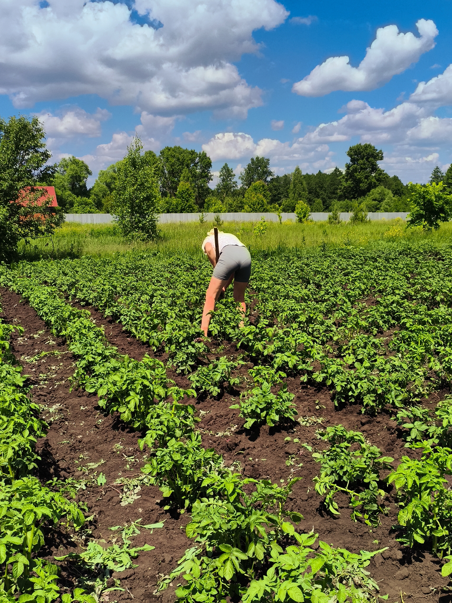 The image depicts a person tending to a potato field under a bright blue sky with fluffy white clouds. The person, wearing light-colored shorts and a white top, is bent over, seemingly working the soil amongst the rows of green potato plants. The field is situated in what appears to be a rural or semi-rural setting, with trees and vegetation forming a backdrop. A red-roofed structure is visible in the distance to the left, and a fence runs along the edge of the field. The soil is dark brown and tilled, with the potato plants showing lush green foliage. The overall scene suggests a summer day and agricultural activity.