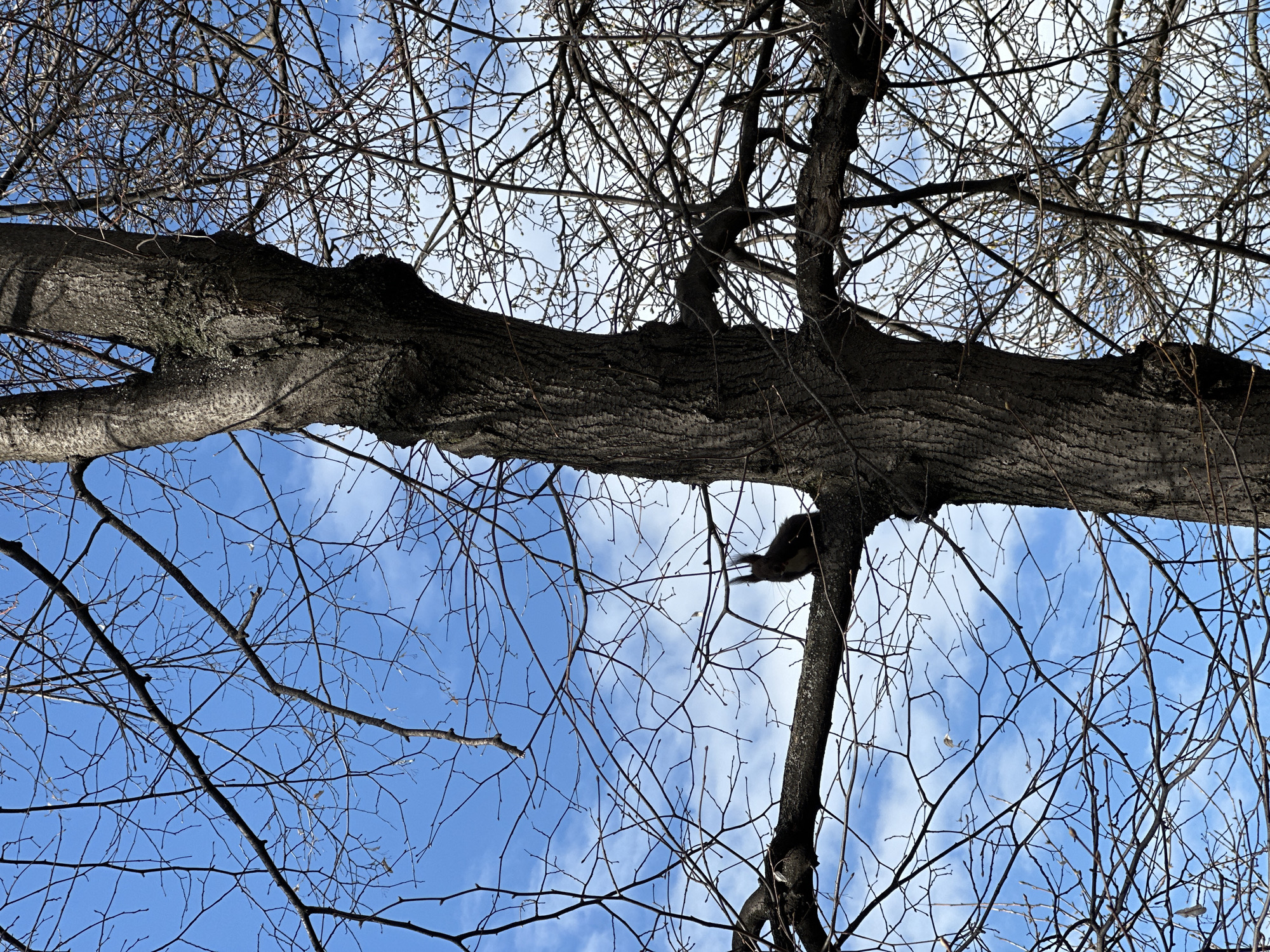 The image shows a view looking up into a tree with bare branches against a blue sky with scattered white clouds. The tree has a thick, horizontal trunk across the middle of the frame with thinner branches extending upward and outward. In the middle of the frame, a squirrel is perched in the tree. The scene is likely taken in a park or wooded area within Sofia, Bulgaria, during a time of year when the trees have lost their leaves.