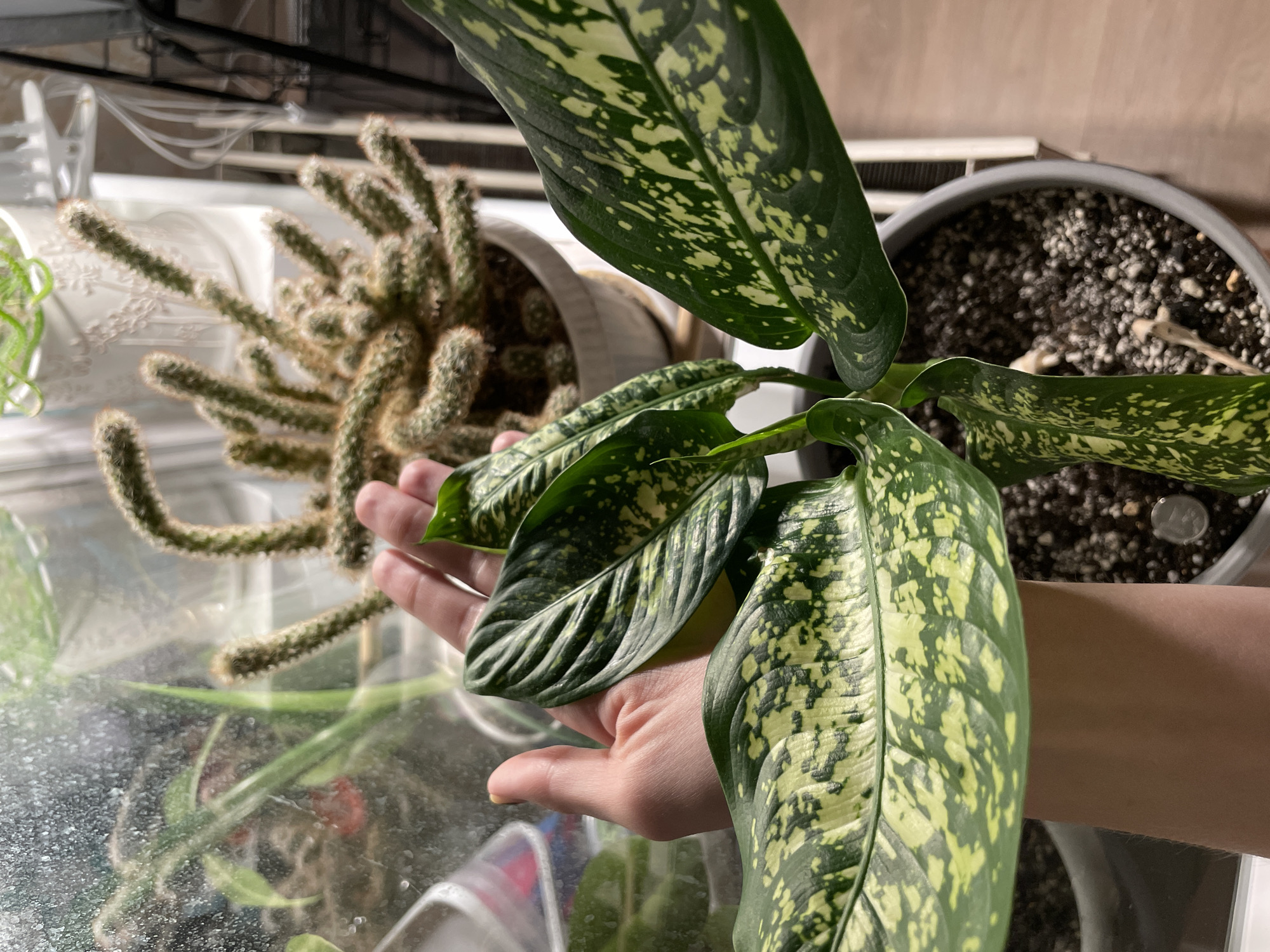 A high-angle, close-up shot reveals a hand holding the leaves of a Dieffenbachia plant with variegated green and yellow foliage. The plant sits in a dark gray pot. Behind it, a 'monkey tail' cactus is potted in a white container. The plants are positioned near a window or glass surface, with other greenery visible in the background. The background appears to be a domestic indoor setting, and based on the prompt, is inferred to be in Izhevsk, Russia.