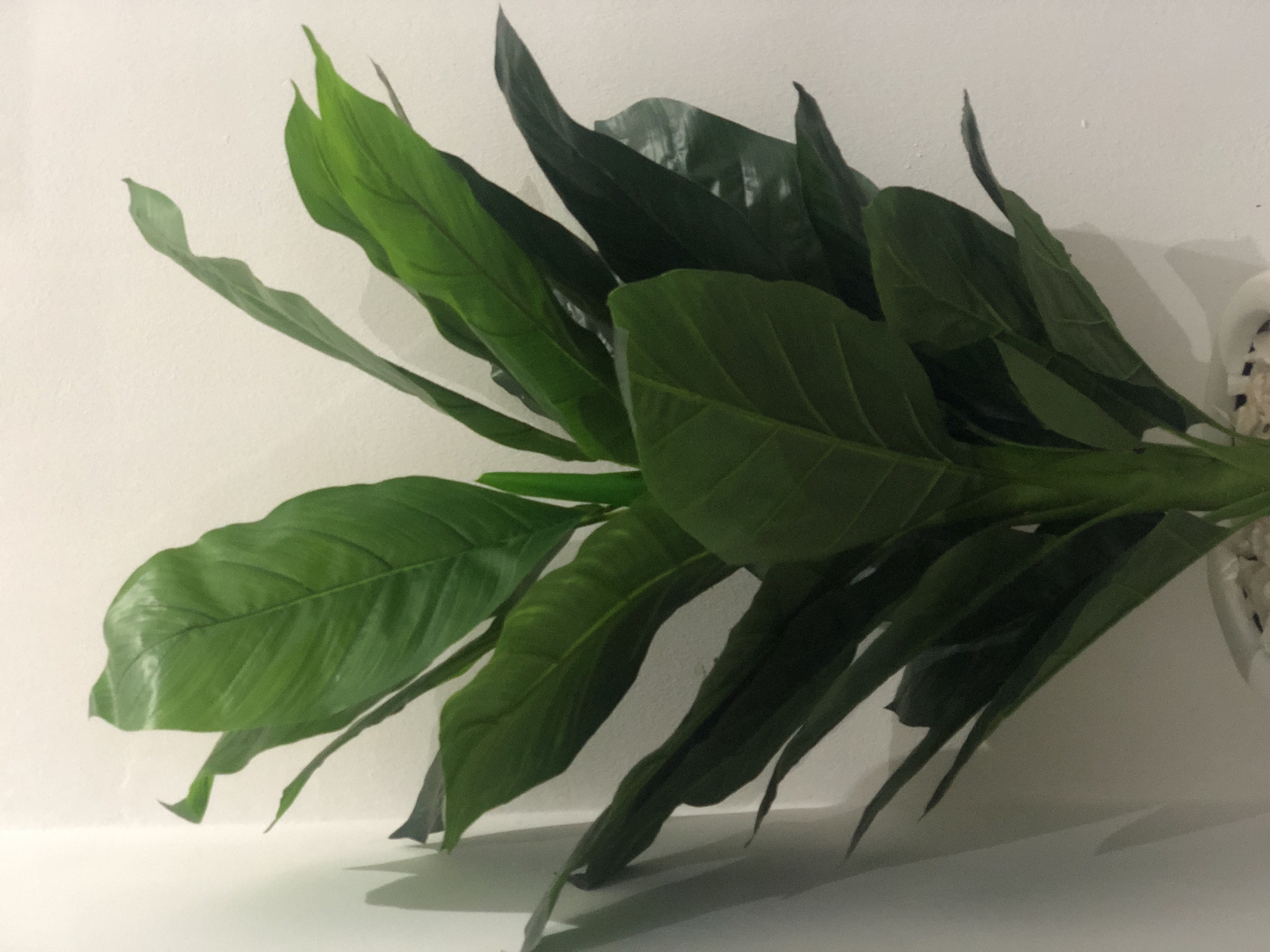 A green leafy plant is positioned in the corner of a room. The plant has large, dark green leaves that are shiny and appear to be artificial. The leaves are arranged in a bushy manner, with some pointing upwards and others cascading downwards. The plant is in a white pot, which is partially visible at the bottom of the image. The background is a plain, off-white wall. There is a shadow cast on the wall from the plant on the left side of the image. There are no people or any other objects visible in the scene. The lighting in the scene is moderate, creating some subtle shadows and highlights on the leaves. The image appears to be taken indoors, likely in a residential or office setting. The location in Bar Jirgi Summa, Nigeria is not depicted in the visual elements of the image.
