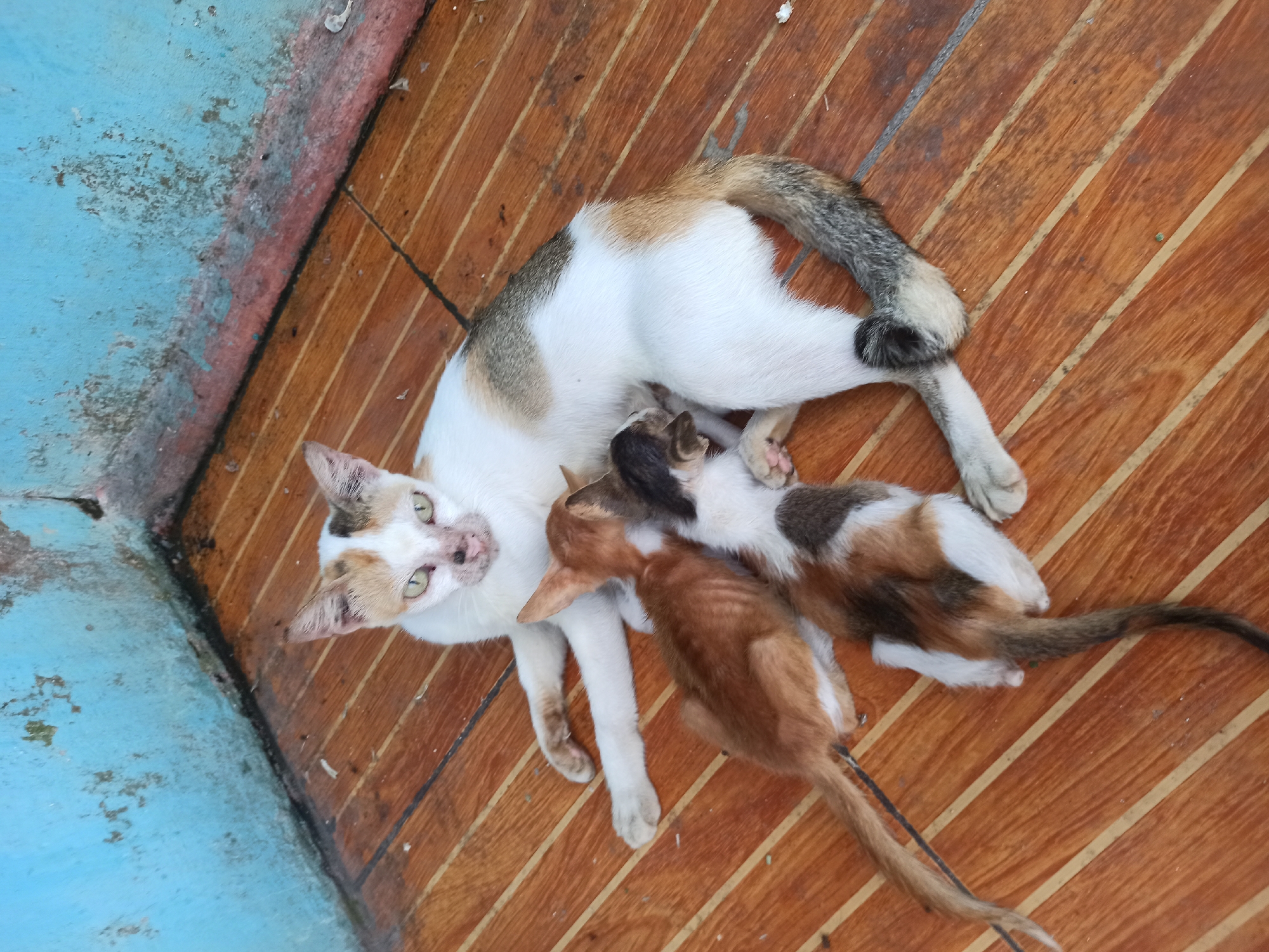 A calico cat lies on a wooden floor, nursing two kittens. One kitten is ginger and white, the other is calico. The cat is white with patches of tan and grey. The kittens are nestled against her belly, and appear to be feeding. The floor is made of wooden planks arranged diagonally. A blue wall with some peeling paint is visible in the background. The scene is likely outdoors, possibly in an alley or covered patio, which is common in the city of Medan, Indonesia.