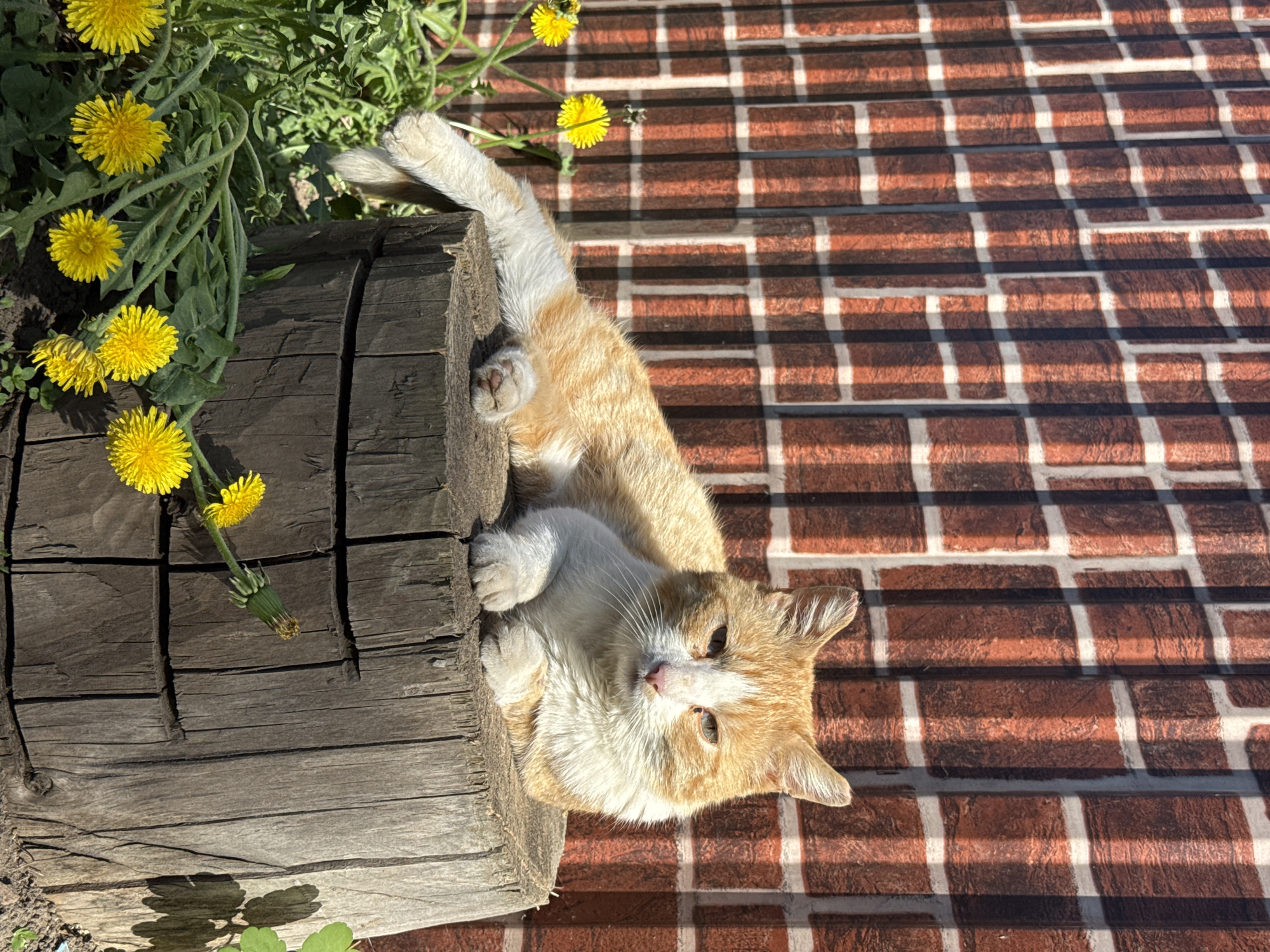 An orange and white cat is lying on a wooden structure beside a brick wall. Yellow dandelions grow near the cat. The location is Кемуль, Russia.