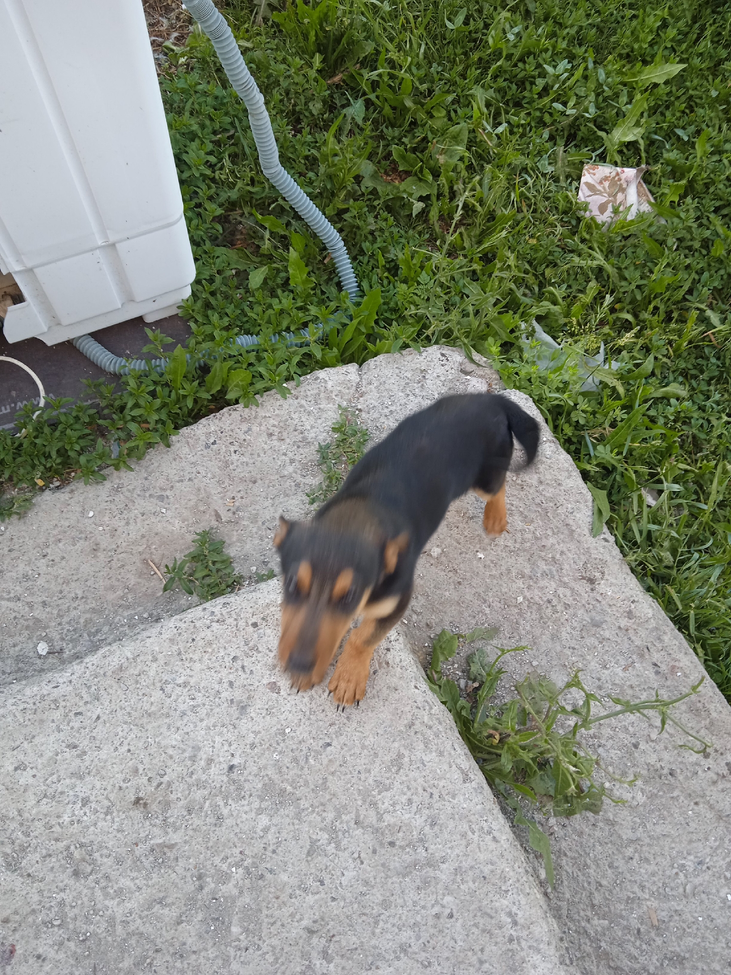 The image depicts an outdoor scene featuring a small, blurred black and tan dog standing on a concrete structure. The dog's face is also blurred due to motion. To the left of the dog, there is a portion of a white washing machine and a gray corrugated hose. The background consists of green grass and some weeds. In the upper right corner of the image, a small piece of floral-patterned fabric is visible amidst the greenery. The scene appears to be in a residential outdoor area. This location is identified as Aznvadzor, Armenia.