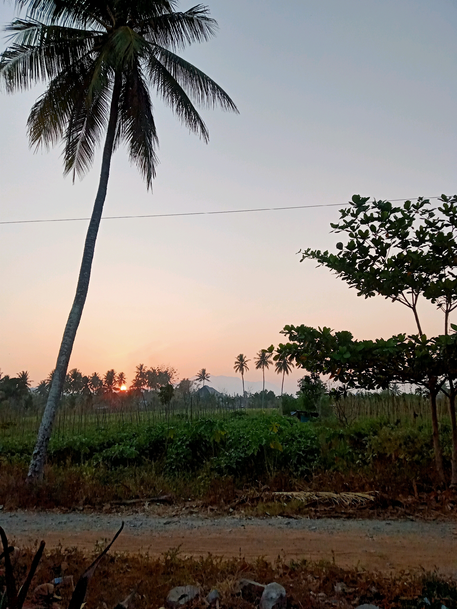 This image depicts a rural landscape in Mongolato, Indonesia, at dusk. A tall, slender coconut palm tree dominates the left side of the frame, its fronds silhouetted against a pale orange and grey sky. In the background, a row of smaller palm trees and other vegetation stretches across the horizon, partially obscuring the setting sun which casts a warm glow. A field of green crops is visible in the middle ground, bordered by a dirt path in the foreground. To the right, a leafy tree with dark green foliage stands prominently. The scene is quiet and serene, capturing the end of the day in a tropical setting. There are no people or animals visible in the image.