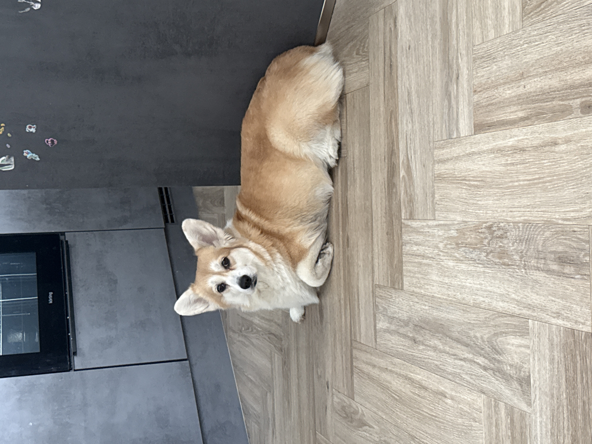 A fawn and white Corgi dog is resting on a light-colored wooden floor in an indoor setting, likely a modern kitchen, in Krasnoyarsk, Russia. The dog is positioned towards the right side of the frame, lying with its body extended and its head turned upwards, looking directly at the camera with an attentive and curious expression. Its prominent ears are perked, and its paws are tucked beneath its body.
The floor features light wood planks arranged in a herringbone pattern. To the left of the dog, there is a dark gray, matte kitchen countertop or cabinet surface. A built-in oven with a black glass front is visible in the lower-left section of the image, displaying the brand name "Körting" on its trim. In the upper-left corner, on the dark gray surface, several small, colorful, irregularly shaped items, possibly stickers or magnets, are scattered. The lighting suggests an indoor environment, without strong shadows indicating direct sunlight.