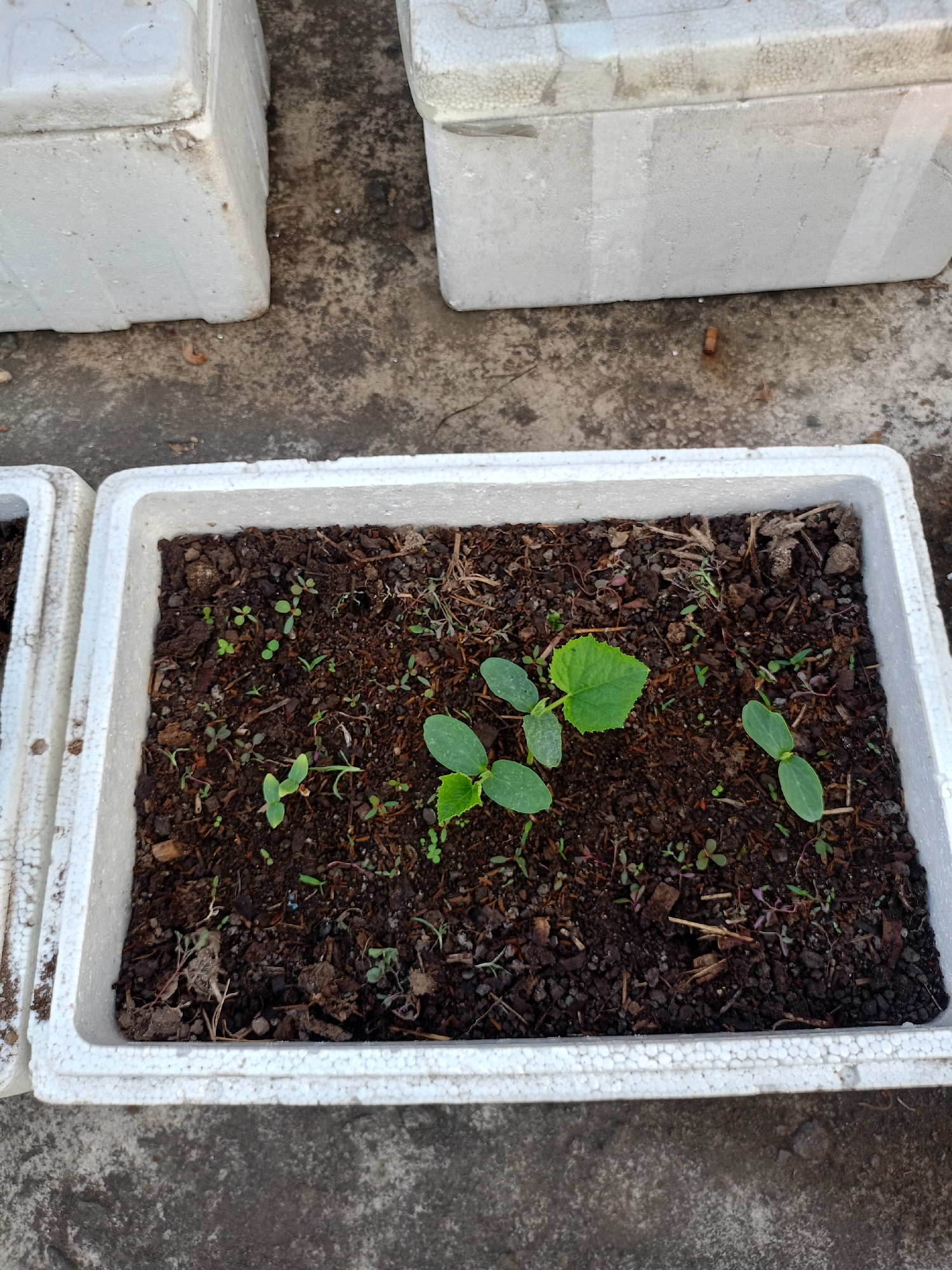 In Batu, Indonesia, this image captures a close-up view of a white styrofoam planter box filled with dark soil. Several young seedlings are emerging from the soil, most with two prominent leaves and some with a larger, lobed leaf. The seedlings appear to be either cucumber or squash plants, based on their initial leaf structure. The planter is positioned outdoors on a rough, gray concrete surface, with the edges of two other similar planter boxes visible on the left and top of the frame. The lighting suggests it is daytime.