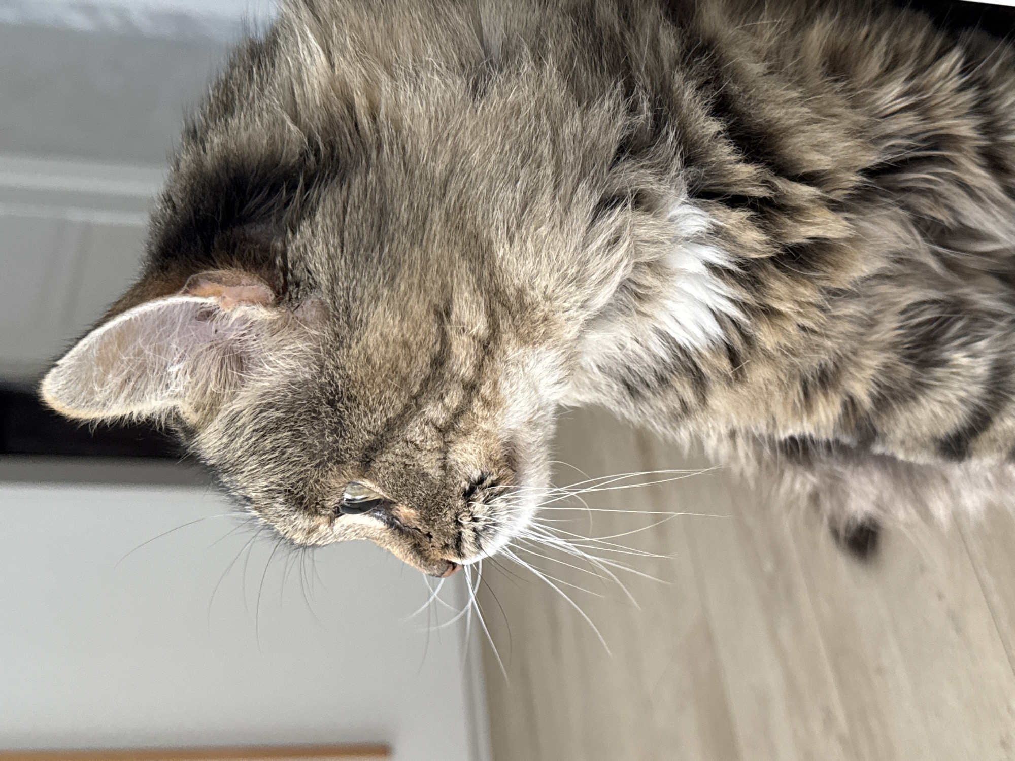 A close-up, side profile shot shows the head and shoulder of a long-haired tabby cat looking to the left. The cat has green eyes, a pink nose, and prominent white whiskers. The fur is a mix of brown, black, and grey tabby markings with a patch of white fur on its chest. The background is blurred, showing a light-colored wall and a wooden floor. The image is undated and its location is unknown, but it does not contain any elements that would suggest it is located in Ufa, Russia.
