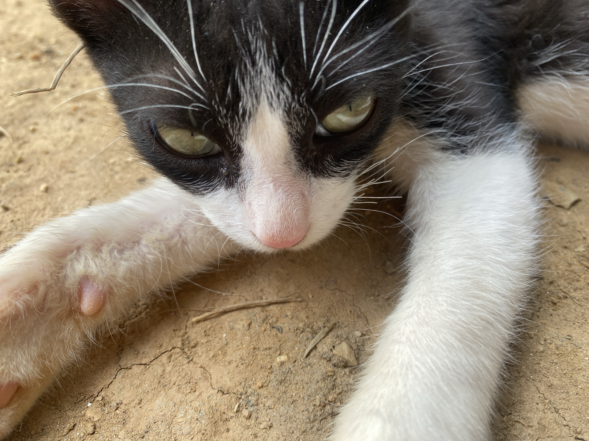A close-up photograph shows a black and white kitten with green eyes lying on a dirt surface. The kitten's paws are extended towards the camera. The pink nose and white whiskers are prominent. The location is Tinaquillo, Venezuela.