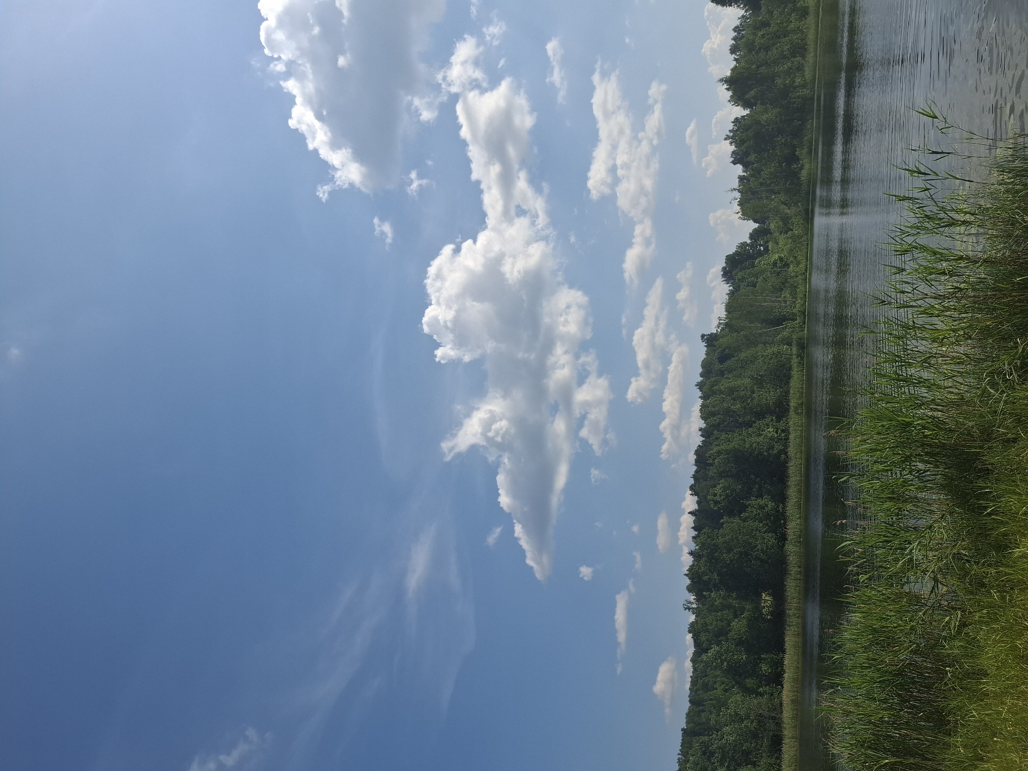 This media file captures a scenic view of a lake bordered by a dense forest and lush green reeds. The sky above is a clear blue, dotted with fluffy white clouds, suggesting fair weather. The water of the lake is calm and reflects the surrounding greenery and sky, with ripples indicating a gentle breeze. The reeds in the foreground are vibrant and tall, swaying slightly. The overall scene evokes a sense of tranquility and natural beauty. The time of day appears to be daytime, likely late morning or early afternoon, given the brightness of the sunlight and the clear sky. There is no visible text in the image. The location context is Kombuļi, Latvia.