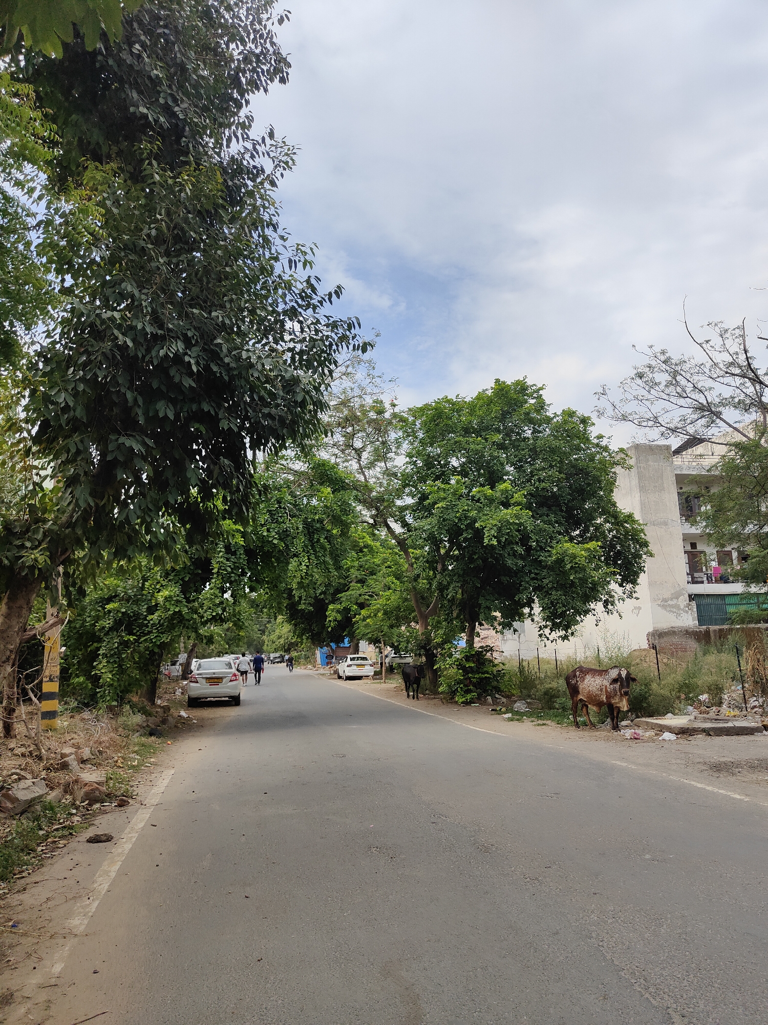 The image depicts a street scene in Gurgaon, India, characterized by a paved road lined with trees and buildings. The road is moderately busy with several vehicles, including a white sedan in the foreground with people walking in the background. On the right side of the road, a cow with brown and white markings stands on the unpaved shoulder, near some debris. Another dark-colored cow is visible further down the road on the left. The environment suggests an urban setting with residential buildings, one of which is a multi-story structure with balconies. The sky is partly cloudy.