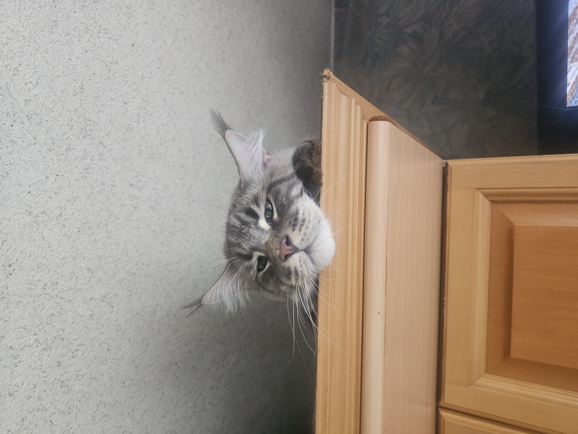 A Maine Coon cat with grey tabby fur is peeking over the top of a light-colored wooden cabinet. The cat's face is partially visible, with its ears perked up and its eyes looking downwards with a slightly bored or unimpressed expression. One paw is resting on the edge of the cabinet. The background consists of a textured light-colored ceiling and a darker, textured wall with a swirling pattern. The scene appears to be indoors, in a domestic setting. There is no information available to indicate the location of this scene within the city of Vladivostok, Russia.