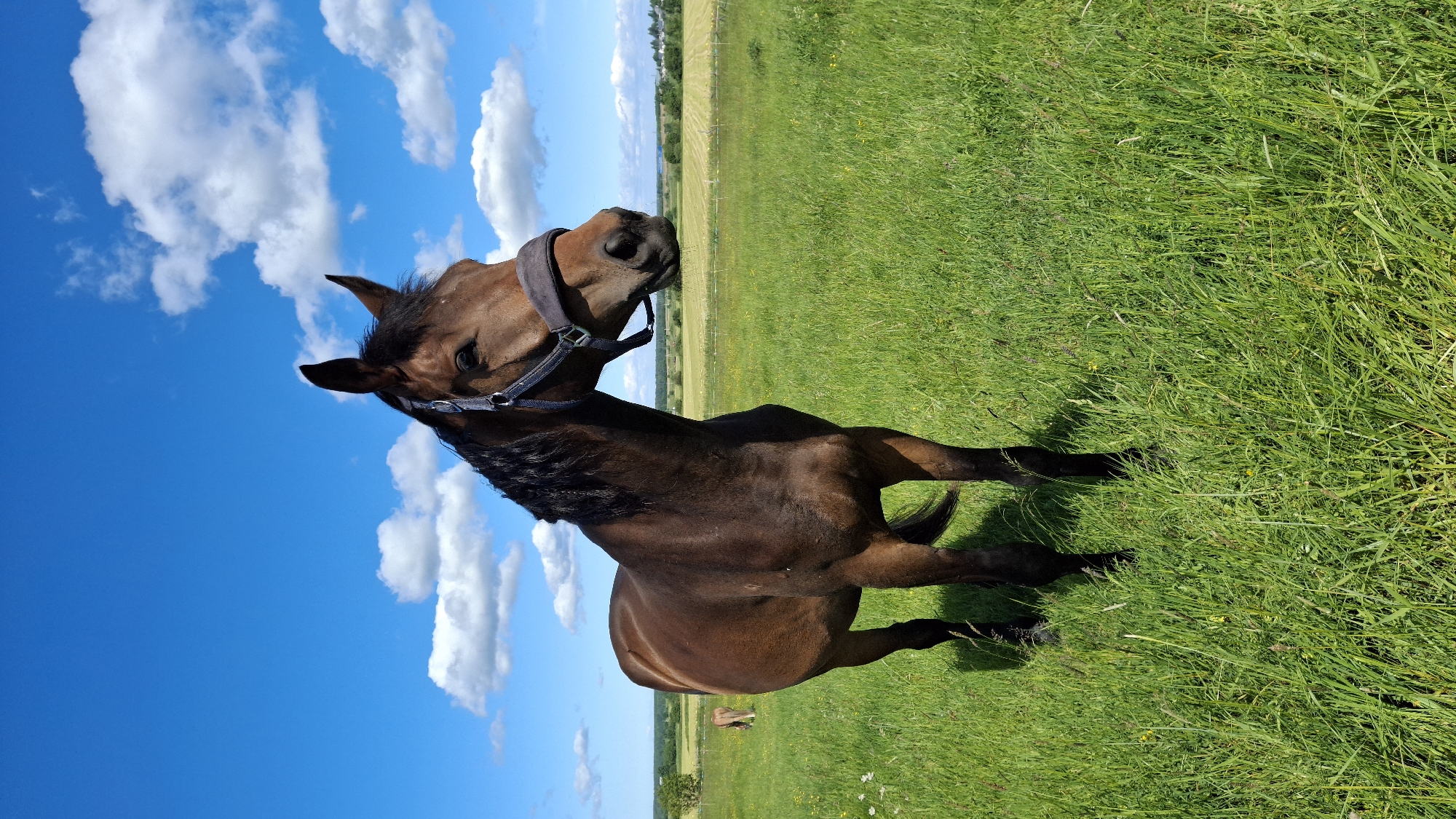 In Kaporskoe, Russia, a brown horse stands in a lush green field under a bright blue sky dotted with fluffy white clouds. The horse is facing left, with its head turned slightly towards the camera. It is wearing a dark blue halter. In the background, another horse can be seen grazing in the distance, and beyond that, a flat landscape with fields and trees stretches to the horizon. The sun is shining, casting a shadow of the horse onto the grass.