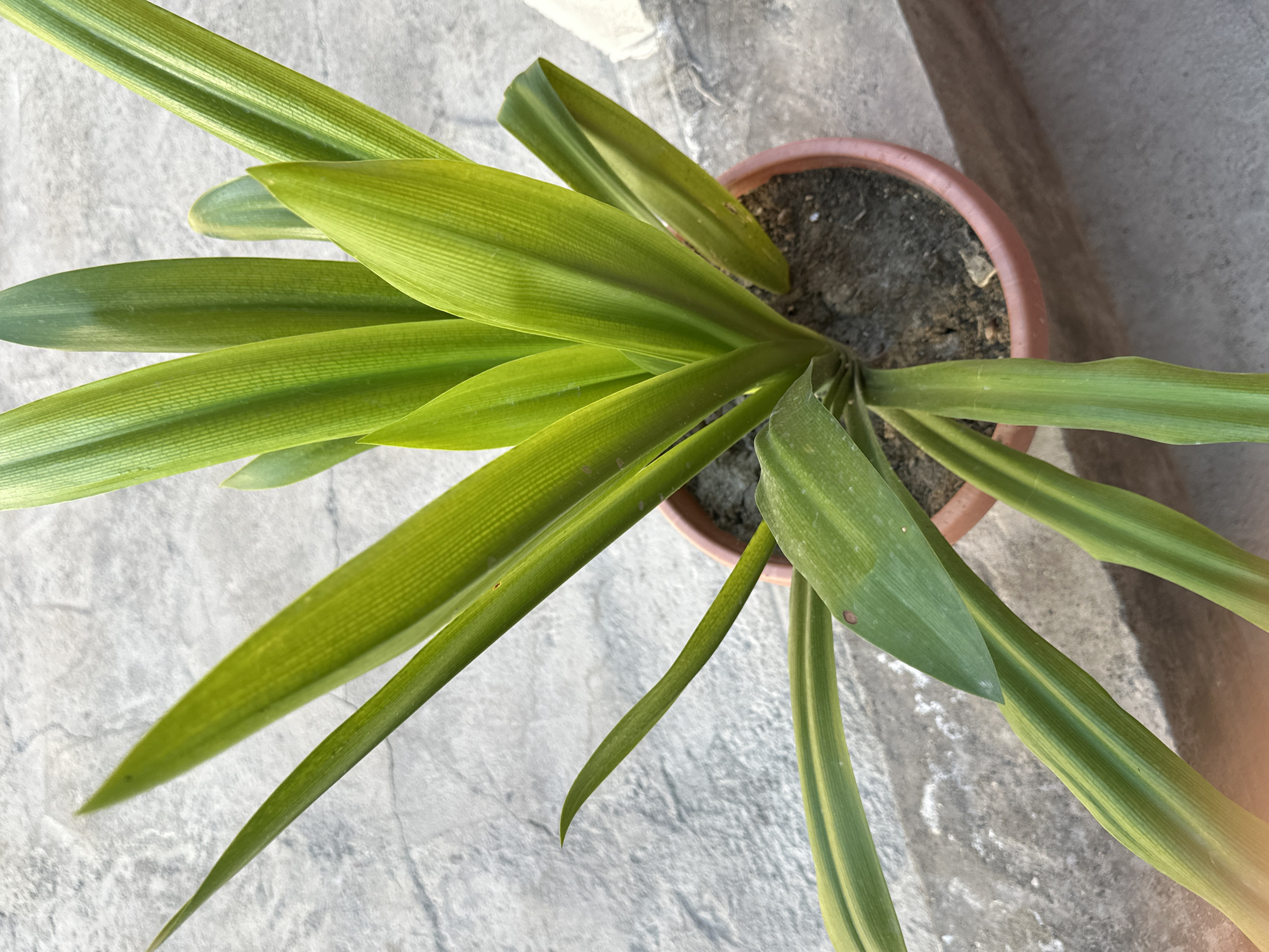 A potted plant with long, green, sword-like leaves is placed on a concrete surface. The plant is in a round, reddish-brown pot filled with dark soil. The leaves are vibrant green with visible parallel veins. Some leaves have a lighter green or yellowish hue towards the tips. The concrete surface appears to be weathered, with some lighter patches and subtle textures. The background is out of focus and shows more of the concrete ground. The lighting suggests it is daytime, with shadows indicating sunlight. The scene is a close-up, overhead view of the plant. The specific location in Shaharkishlak, Uzbekistan, is not visually discernible from the image itself, but it is described as being within that city.