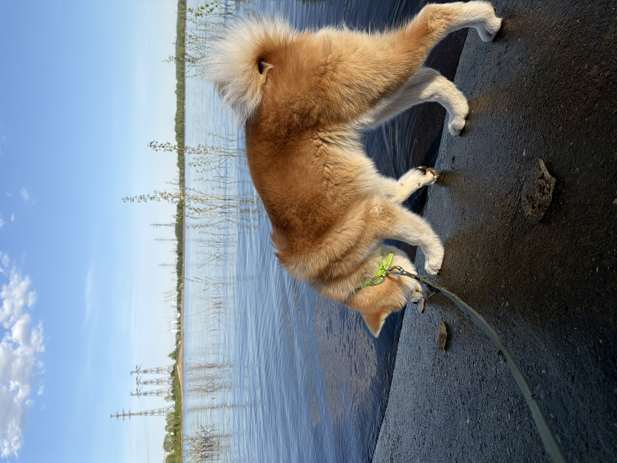 A medium-sized, red and white Akita dog is on a dark concrete edge near the water. The dog is tan/red on its upper body and white on its lower legs and tail. It wears a green collar and is attached to a leash. The dog bends its head towards the concrete. Behind the dog, water extends to a shore with sparse trees and electrical towers. The sky is light blue with some clouds. The image is oriented sideways. I have no information about the location of this image in the city of Chaikovsky, Russia.