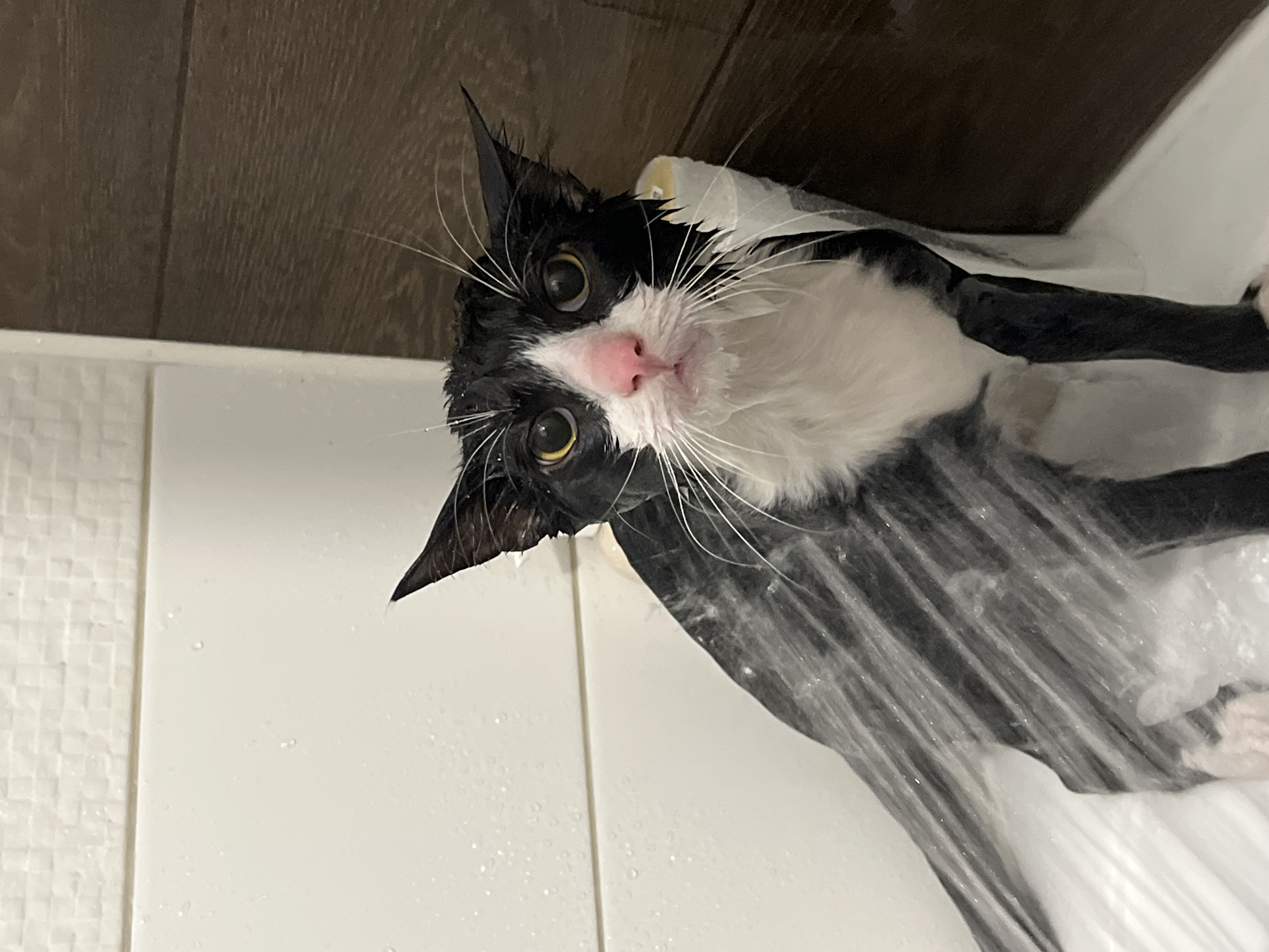 A wet, black and white cat with a pink nose and yellow eyes is wrapped in clear plastic wrap in a tiled bathroom. The cat looks up towards the camera. The bathroom has white tiles on the bottom and dark brown wood paneling on the top. The scene does not appear to be located in Saint Petersburg, Russia.