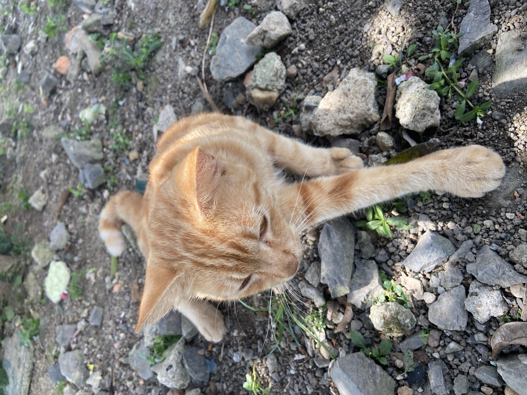 An orange tabby cat is lying down on rocky ground in Sekar Mawar, Indonesia. The cat is in the foreground, facing the left side of the frame with its head down and eyes partially closed. Its front right paw is extended forward. The ground is covered with small and medium-sized rocks, some of which are grey, while others are lighter in color. Small green plants are growing amongst the rocks. The background is out of focus, showing more rocks and some blurred greenery. The lighting suggests it is daytime.
