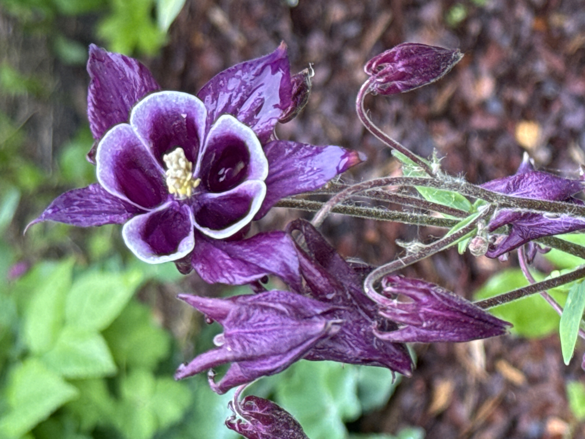 The image features a close-up view of purple and white columbine flowers. One flower is in full bloom, showcasing its intricate petal structure with a distinct white edge around the deep purple petals and a yellow center. There are also several unopened or partially closed buds of the same flower, characterized by their dark purple color and elongated shape. The flowers are positioned against a blurred background of green foliage and dark mulch, suggesting a garden or natural setting. The lighting appears to be soft and diffused, possibly indicating an overcast day or a shaded location. There is no explicit evidence indicating it is located in Unknown, Russia.